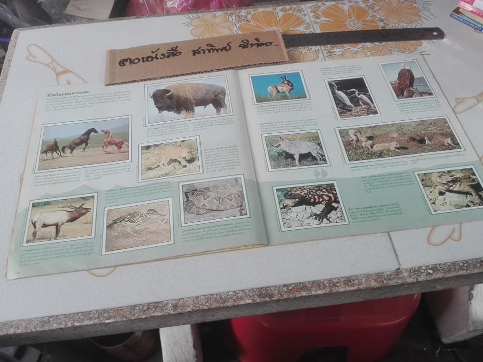 สมุดสะสมสติกเกอร์ ชีวิตสัตว์โลก (แปะครบ 240 รูป) ** สินค้าหมด**
