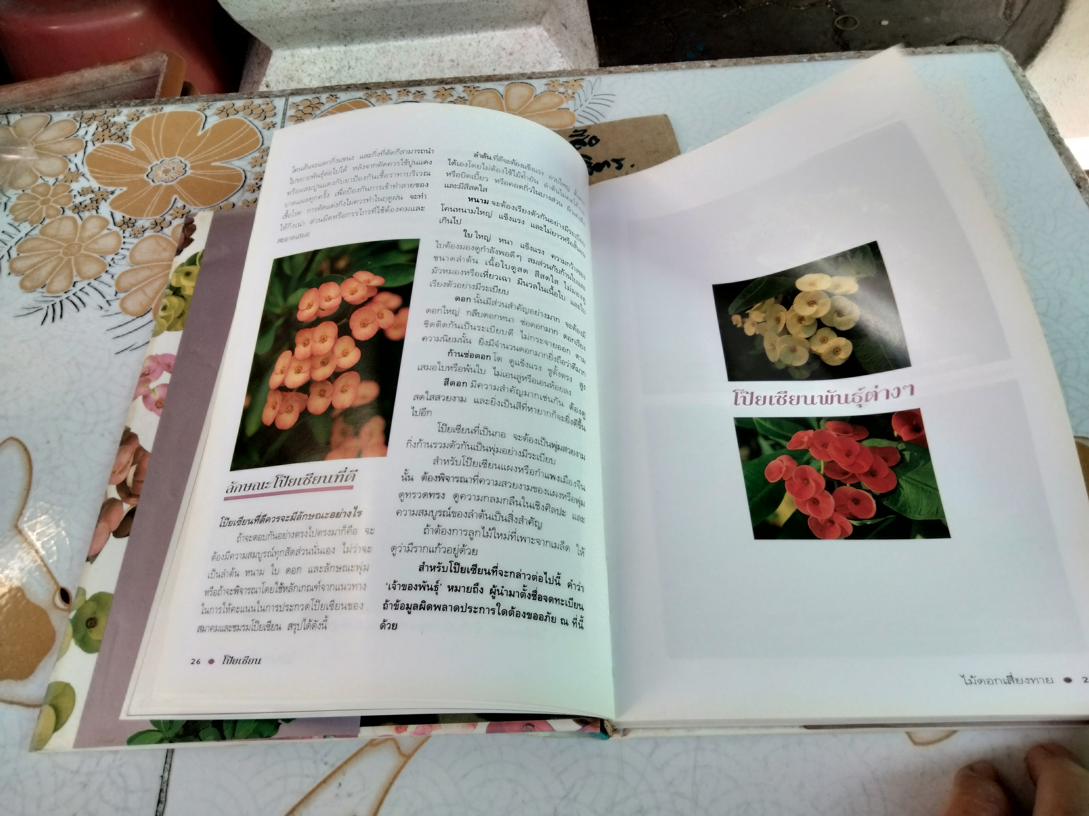 โป๊ยเซียน ไม้ดอกเสี่ยงทาย เล่ม 1 อุไร จิรมงคลการ เรียบเรียง , พิมพ์ครั้งแรก พ.ศ 2538