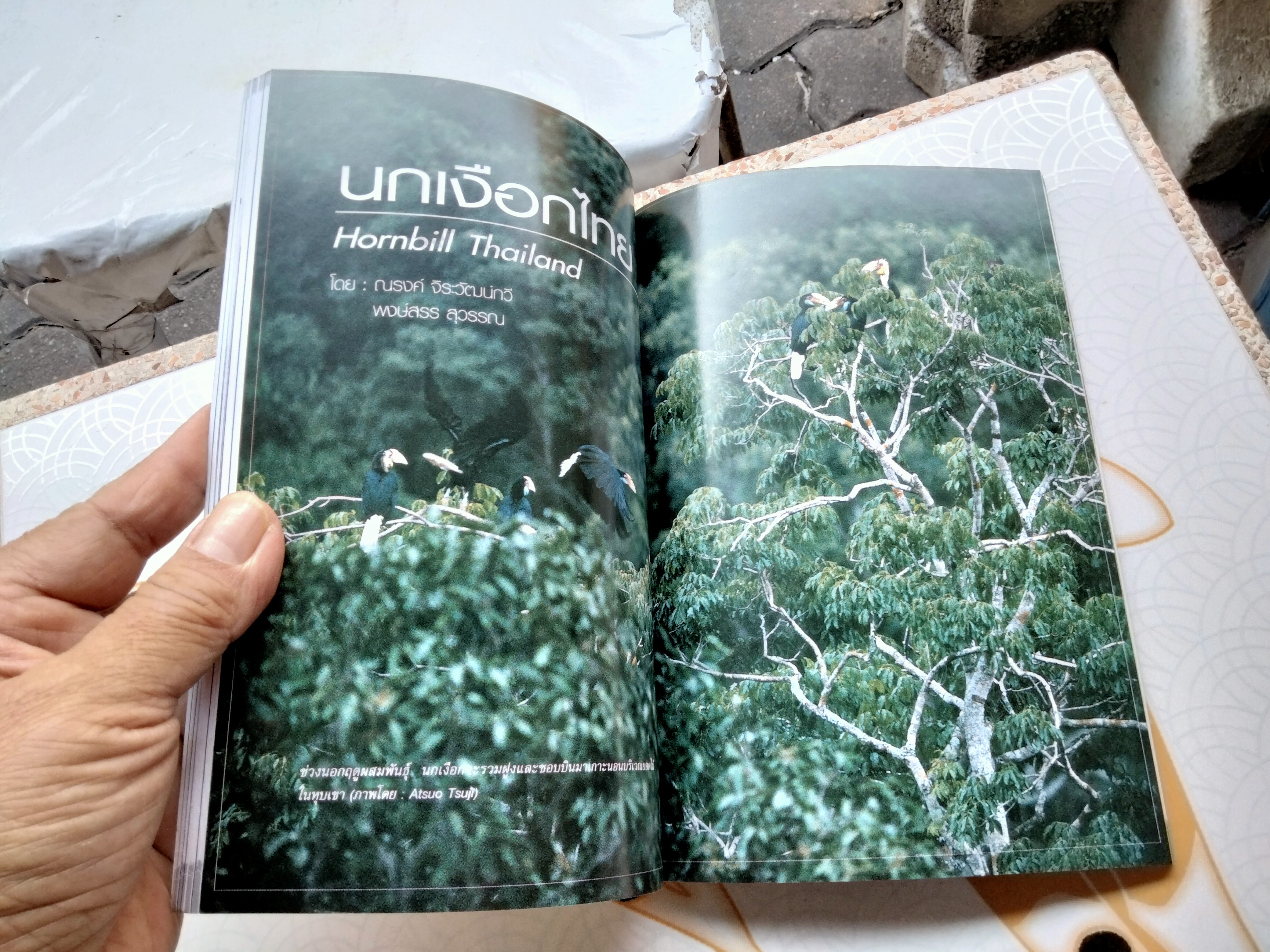 นกเงือกเกาะช้าง นกเงือกไทย , หนังสือ คำนำโดย ศาสตราจารย์ ดร.พิไล พูลสวัสดิ์ ปีพ.ศ 2548 **สินค้าหมด**