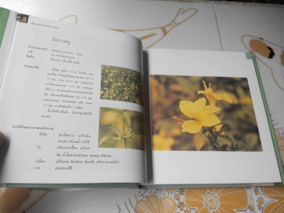 พืชสมุนไพรในประเทศไทย ตอนที่ 1 (ปกแข็ง) **สินค้าหมด**