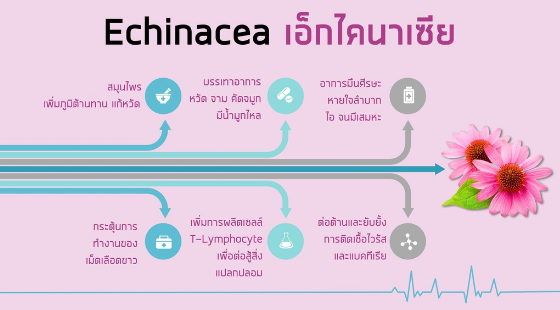 ChildLife® Essentials, Echinacea Natural Orange Flavor 29.6mL สมุนไพรเอ็กไคนาเซียสกัด ชนิดน้ำ รสส้ม วิตามินเสริมภูมิ