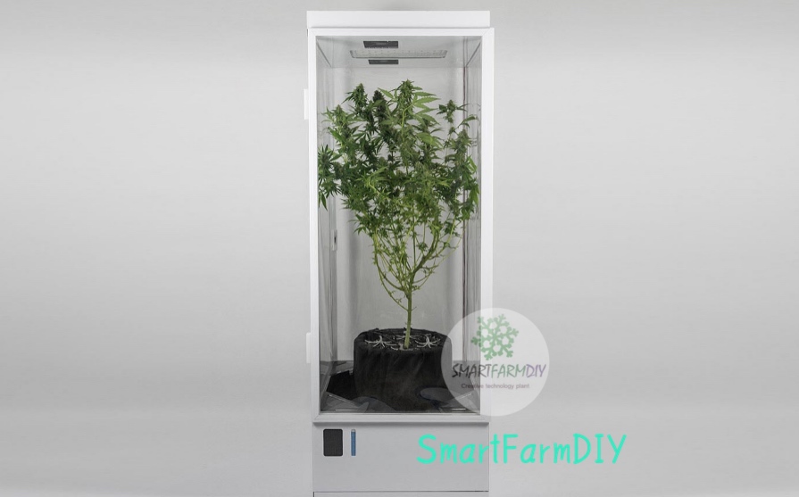 ตู้ปลูกผักอัจฉริยะผ่านสมาร์ทโฟน smartPlantGrowbox