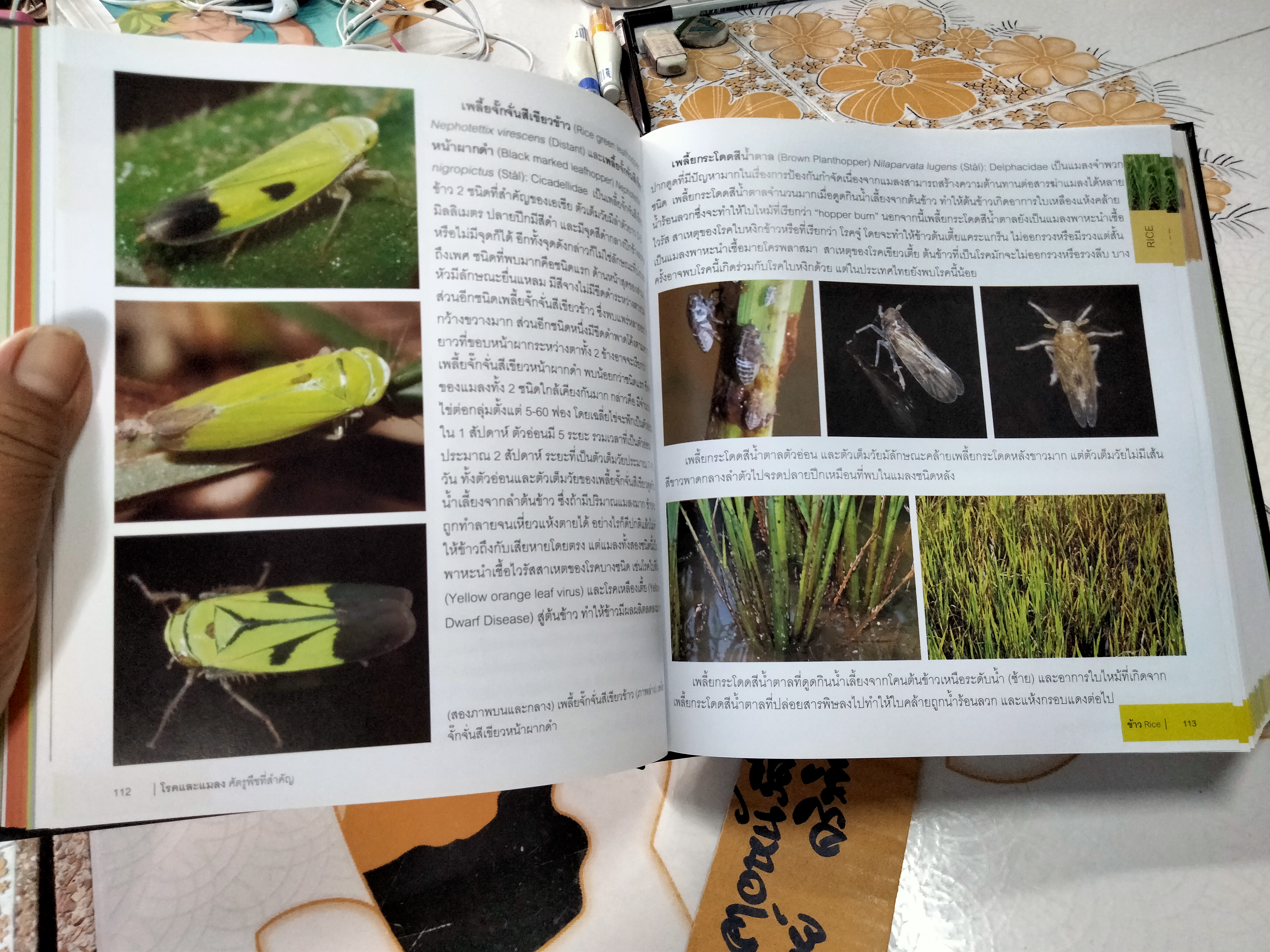 หนังสือ โรคและแมลง ศัตรูพืชที่สำคัญ - พิสุทธิ์ เอกอำนวย PLANT DISEASES AND INSECT PESTS OF ECONOMIC IMPORTANCE (พิมพ์ 2/2553) **สินค้าหมด*"