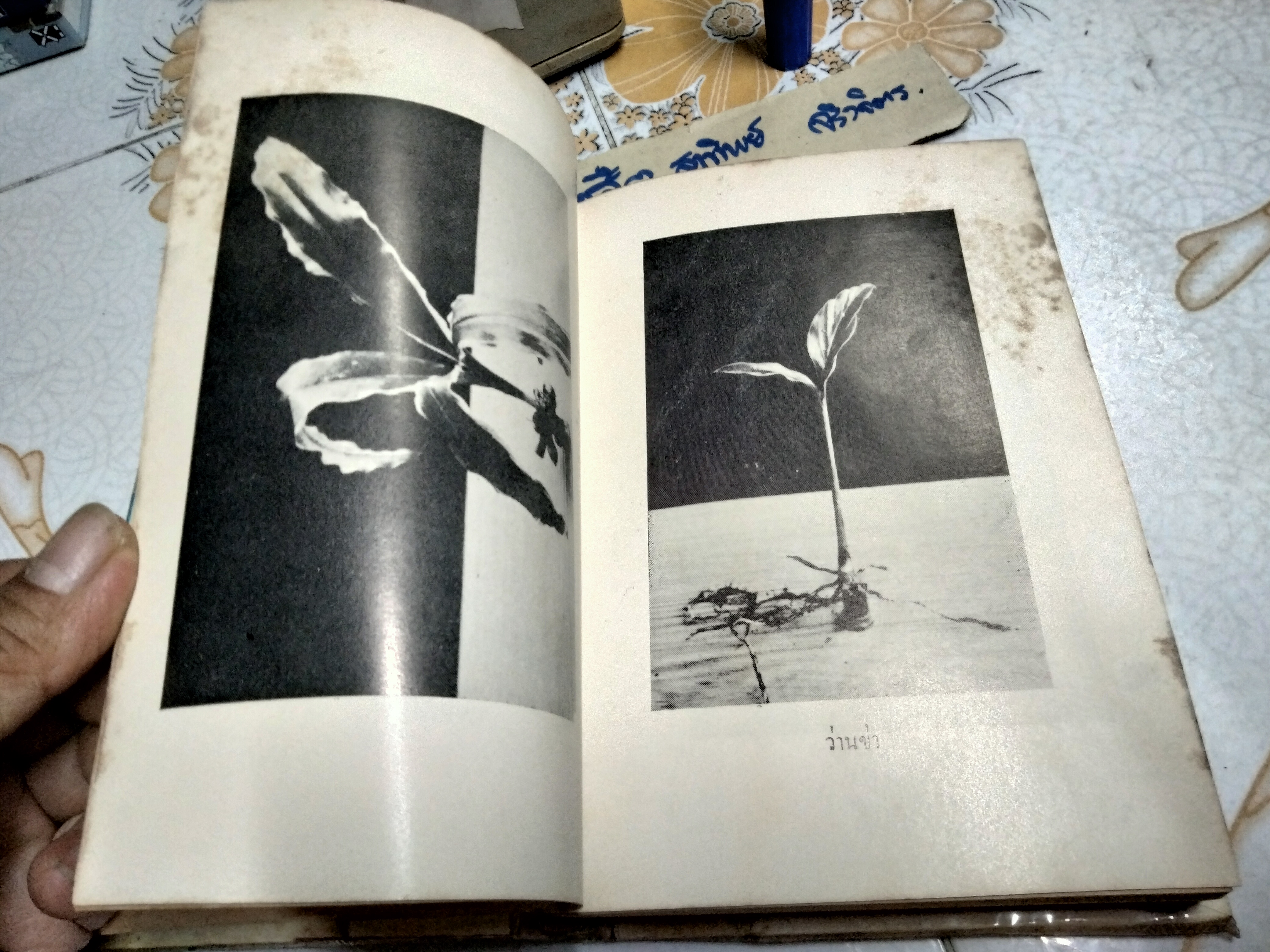 ตำราคุณลักษณะว่าน และวิธีปลูกว่าน โดย หลวงบุเรศรบำรุงการ พิมพ์ปี 2506 แพร่พิทยา **สินค้าหมด**