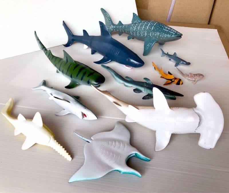 โมเดลฉลาม 11 ตัว