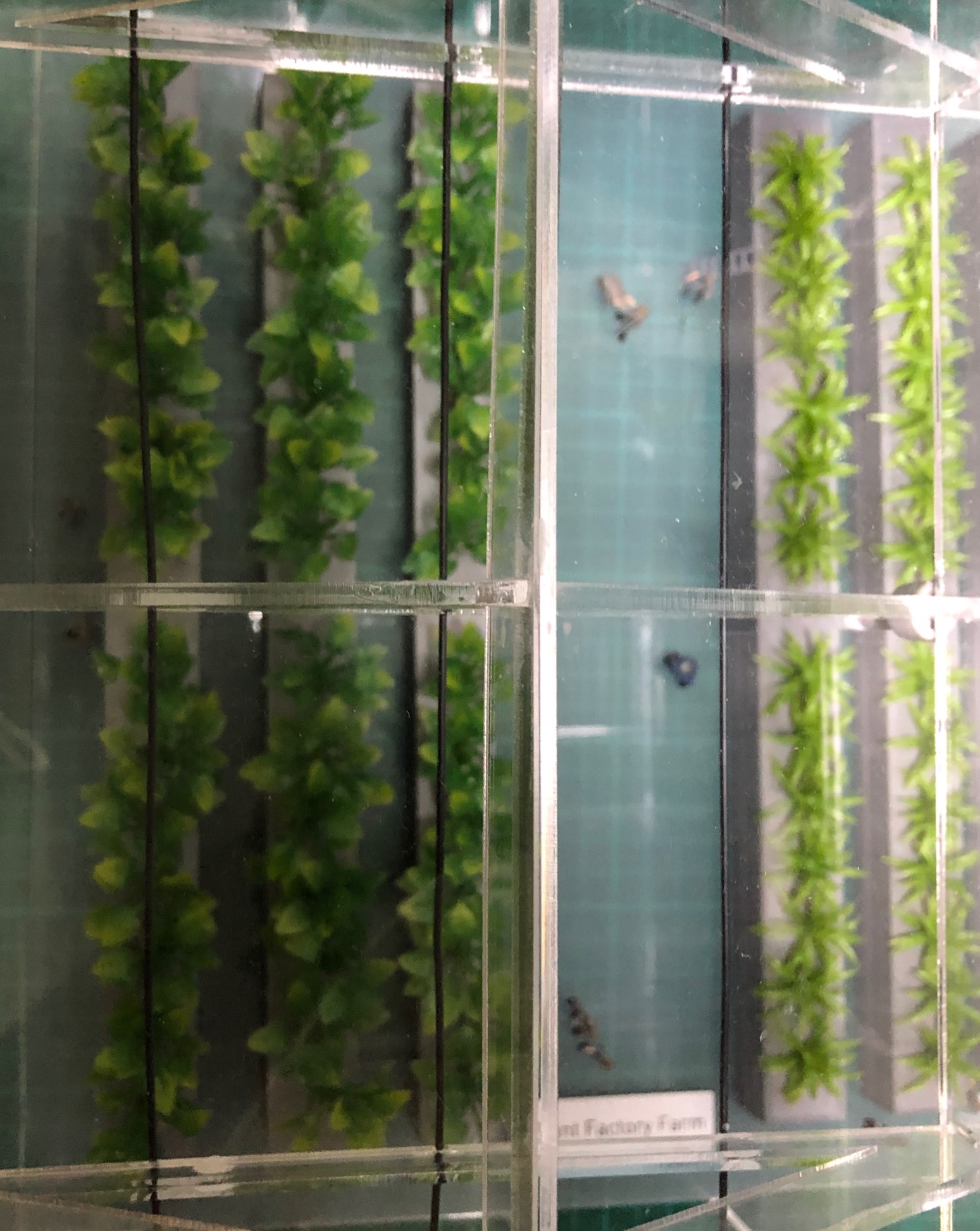 โมเดลโรงเรือนปลูกผักสลัด 30x35 cm พร้อมระบบ Monitoring Farm in Greenhouse