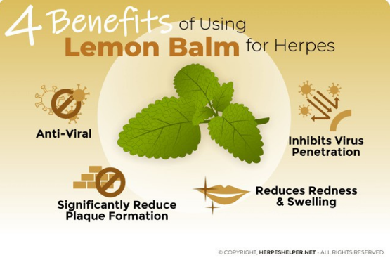 เลมอนบาล์ม Lemon Balm 475 mg 100 VegCaps (Solaray®)