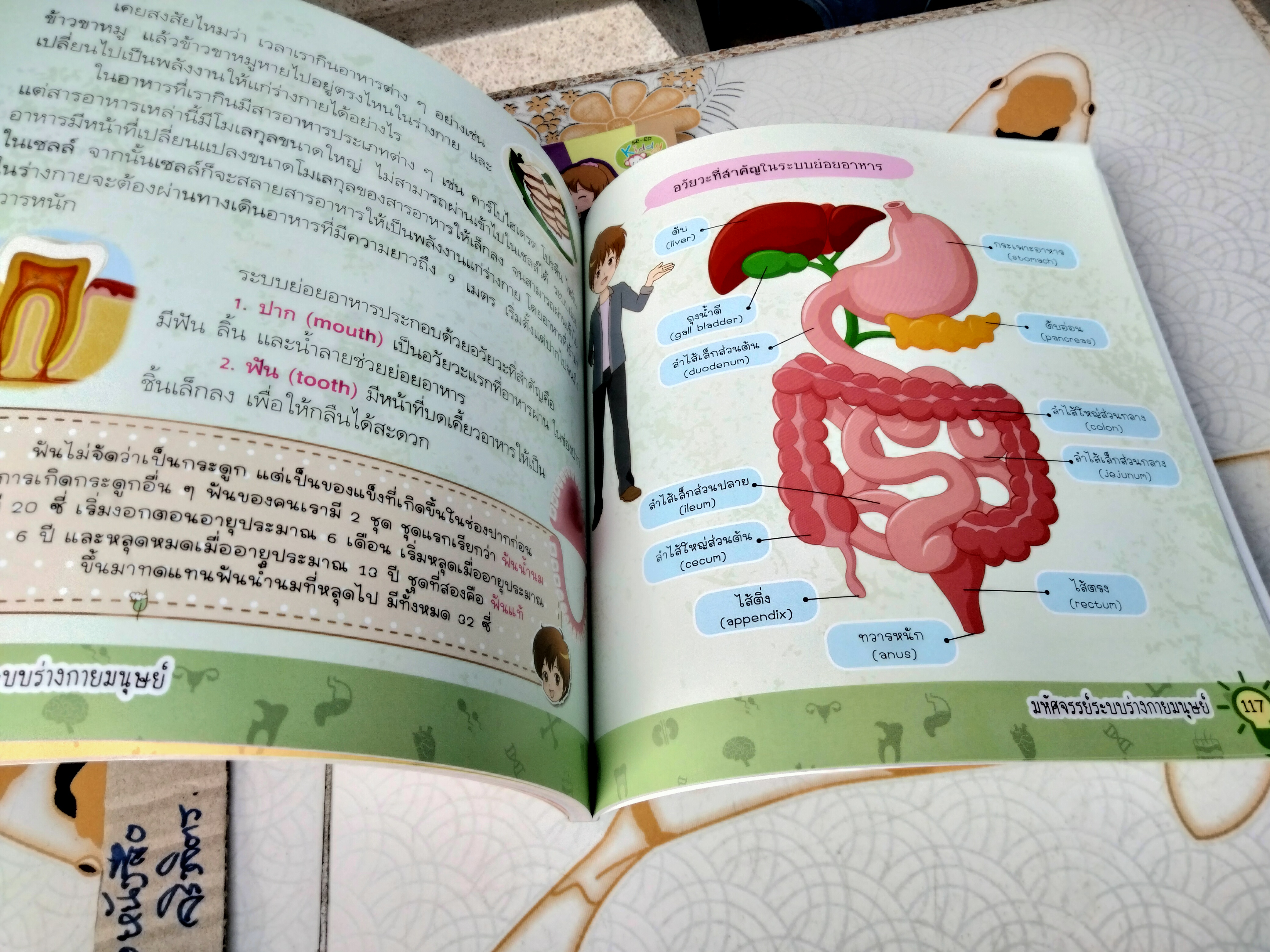 มหัศจรรย์ระบบร่างกายมนุษย์ Amazing Human Body - พ.ญ. ชัญวลี ศรีสุโข : หนังสือความรู้อิงหลักสูตรตรงกับกลุ่มสาระวิชาวิทยาศาสตร์ของ สพฐ.