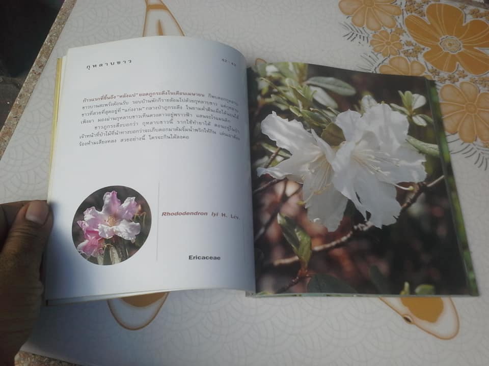 เล่าเรื่องดอกไม้ โดย ชัชฎา วงศ์ทองสงวน **สินค้าหมด**