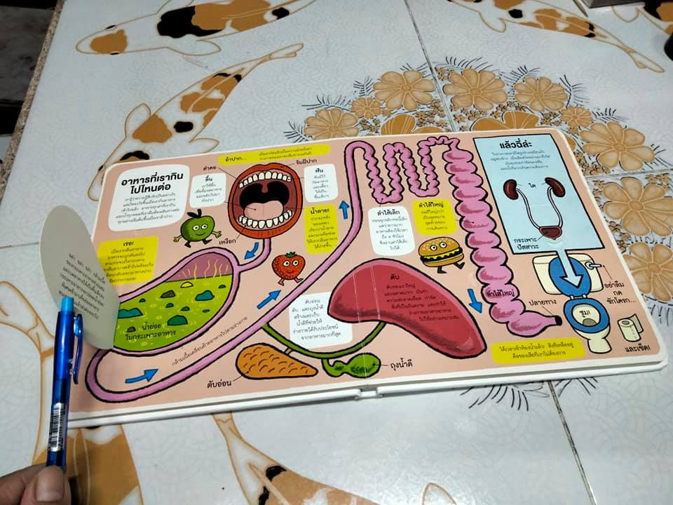 นักสำรวจน้อย ร่างกายของเรา - รูท มาร์ติน และ อัลลัน แซนเดอร์ส เรื่อง, สิทธิพร ยะศะนพ แปล **สินค้าหมด