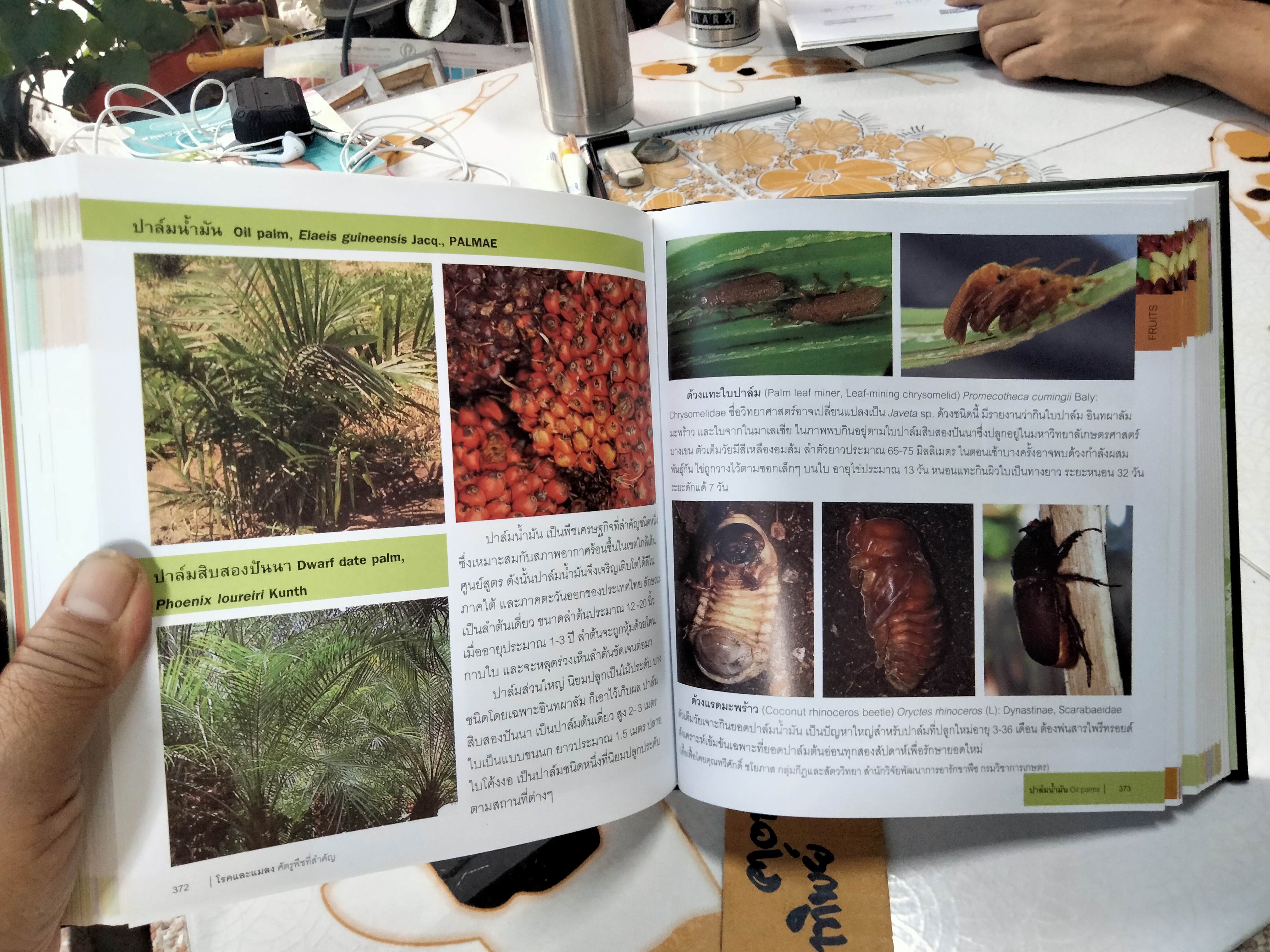 หนังสือ โรคและแมลง ศัตรูพืชที่สำคัญ - พิสุทธิ์ เอกอำนวย PLANT DISEASES AND INSECT PESTS OF ECONOMIC IMPORTANCE (พิมพ์ 2/2553) **สินค้าหมด*"