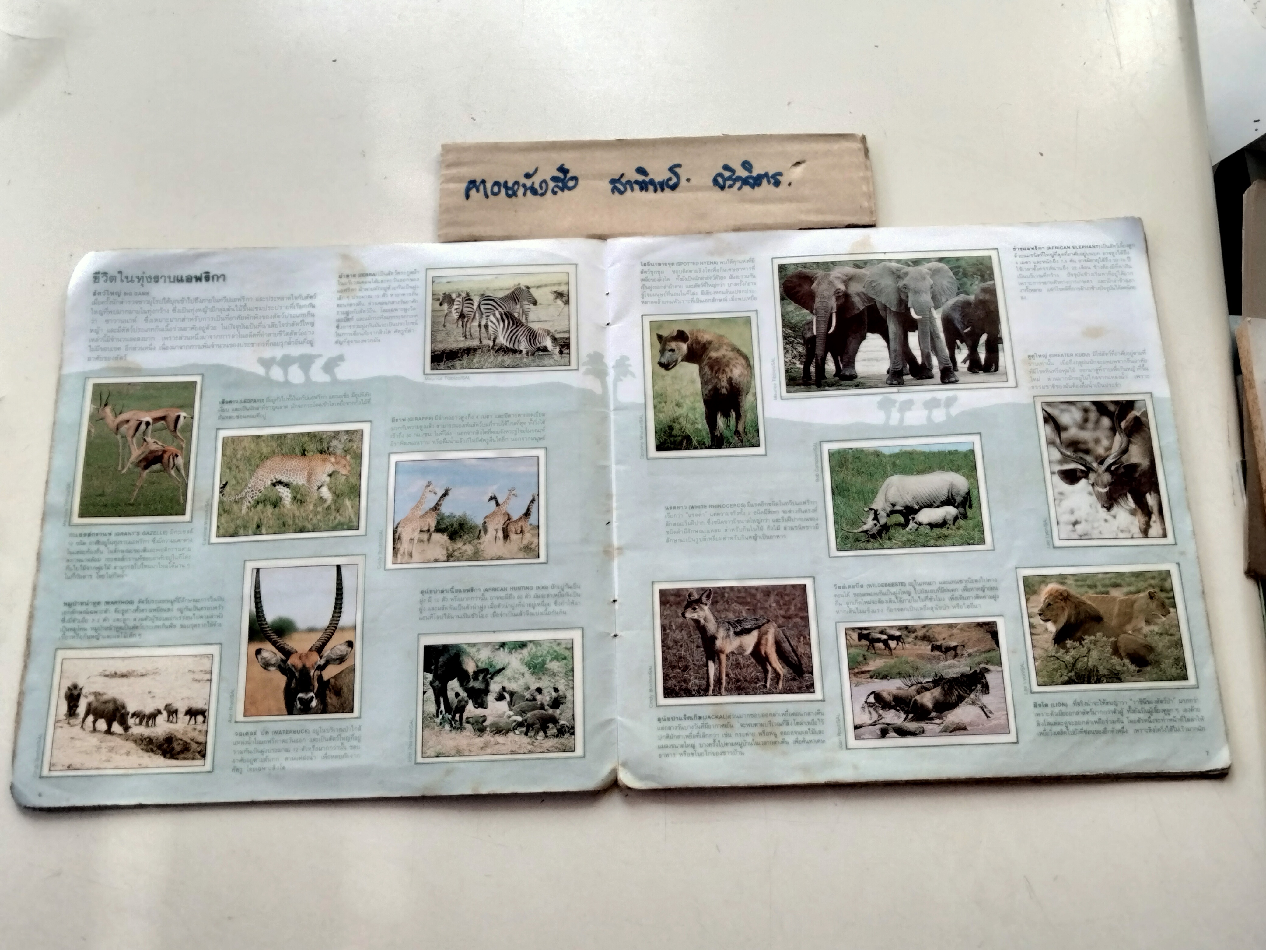 สมุดสะสมสติกเกอร์ ชีวิตสัตว์โลก (แปะครบ 240 รูป) หนังสือมือสอง สภาพพอใช้ **สินค้าหมด**