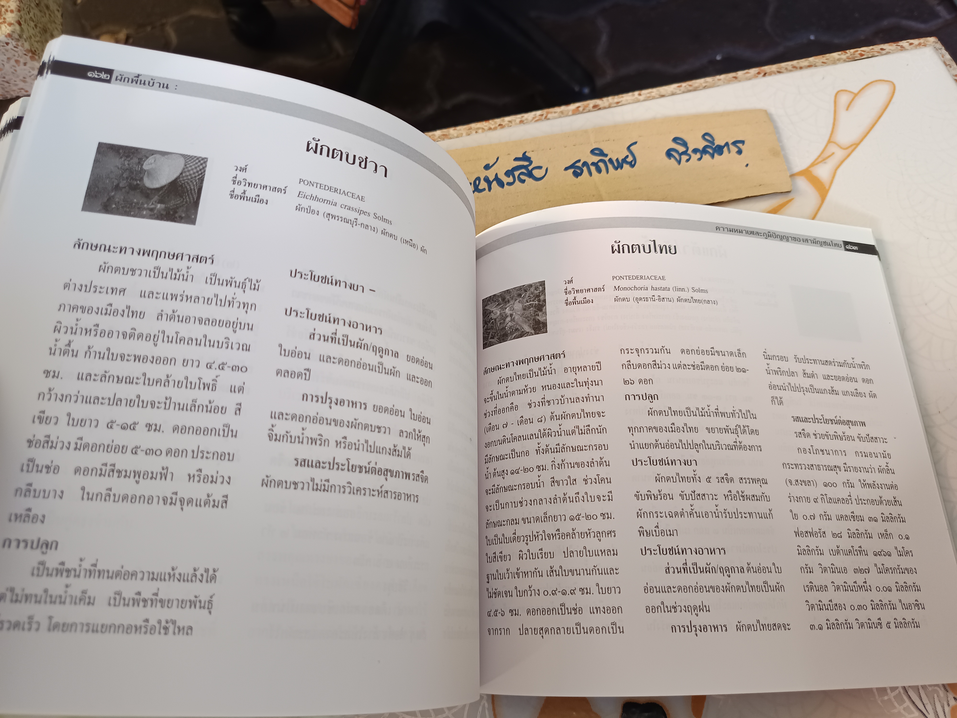 ผักพื้นบ้าน ความหมายและภูมิปัญญาของสามัญชนไทย โดย สถาบันการแพทย์แผนไทย กรมการแพทย์ กระทรวงสาธารณสุข