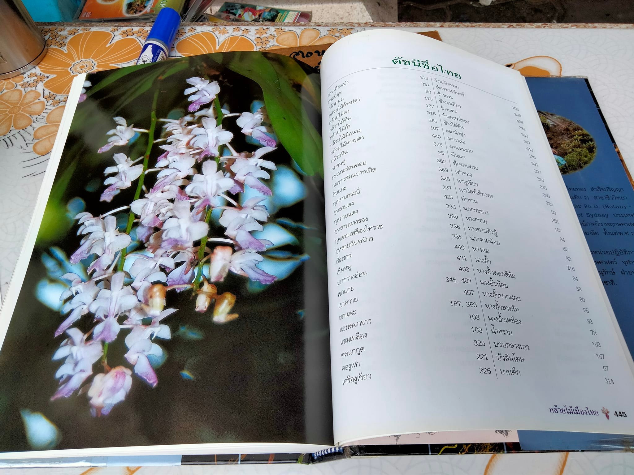 กล้วยไม้เมืองไทย - รศ. ดร.อบฉันท์ ไทยทอง **สินค้าหมด**