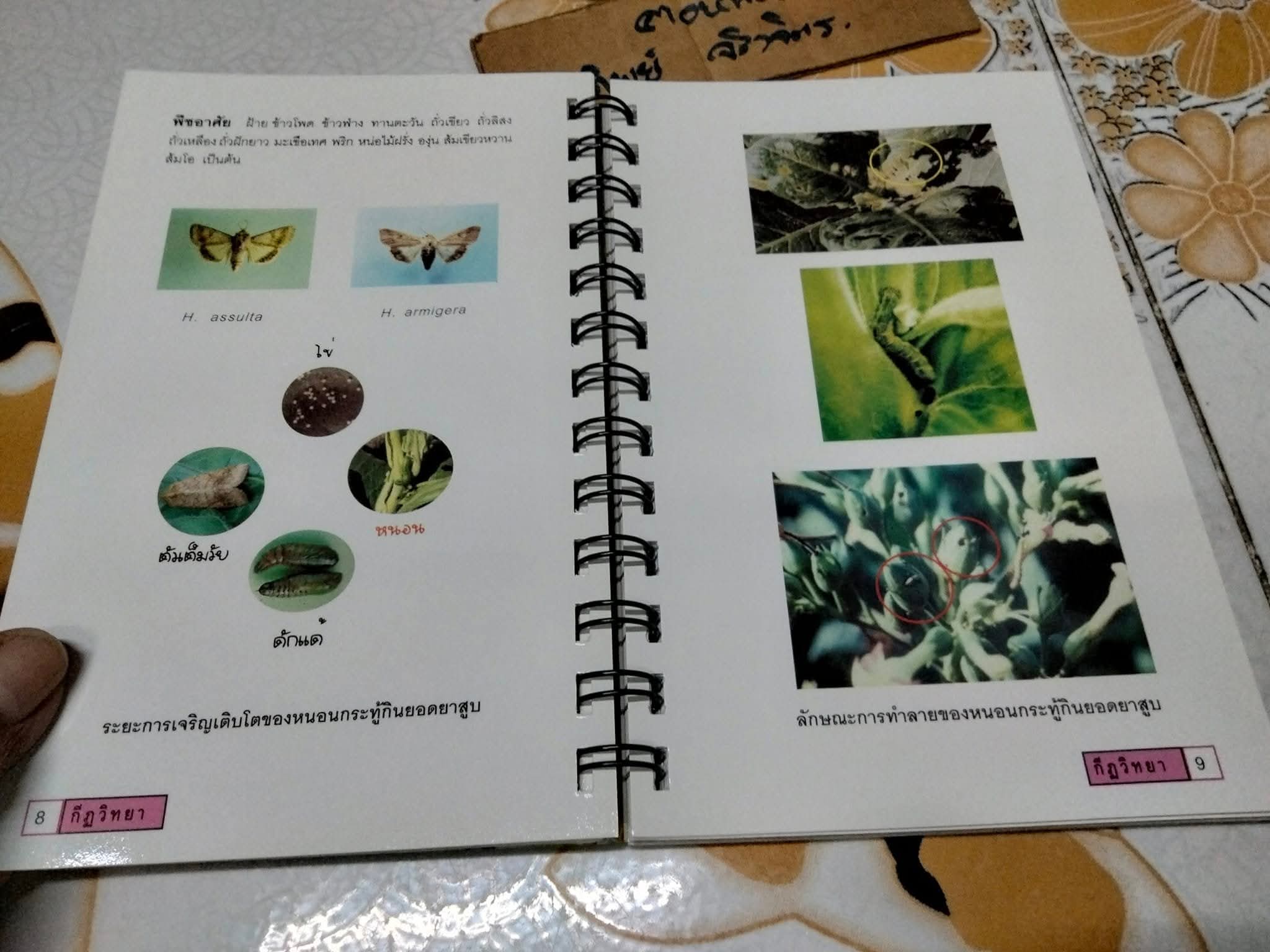 คู่มือ แมลงยาสูบ Tobacco Insect โดย กองกีฏวิทยา สถานีทดลองยาสูบแม่โจ้