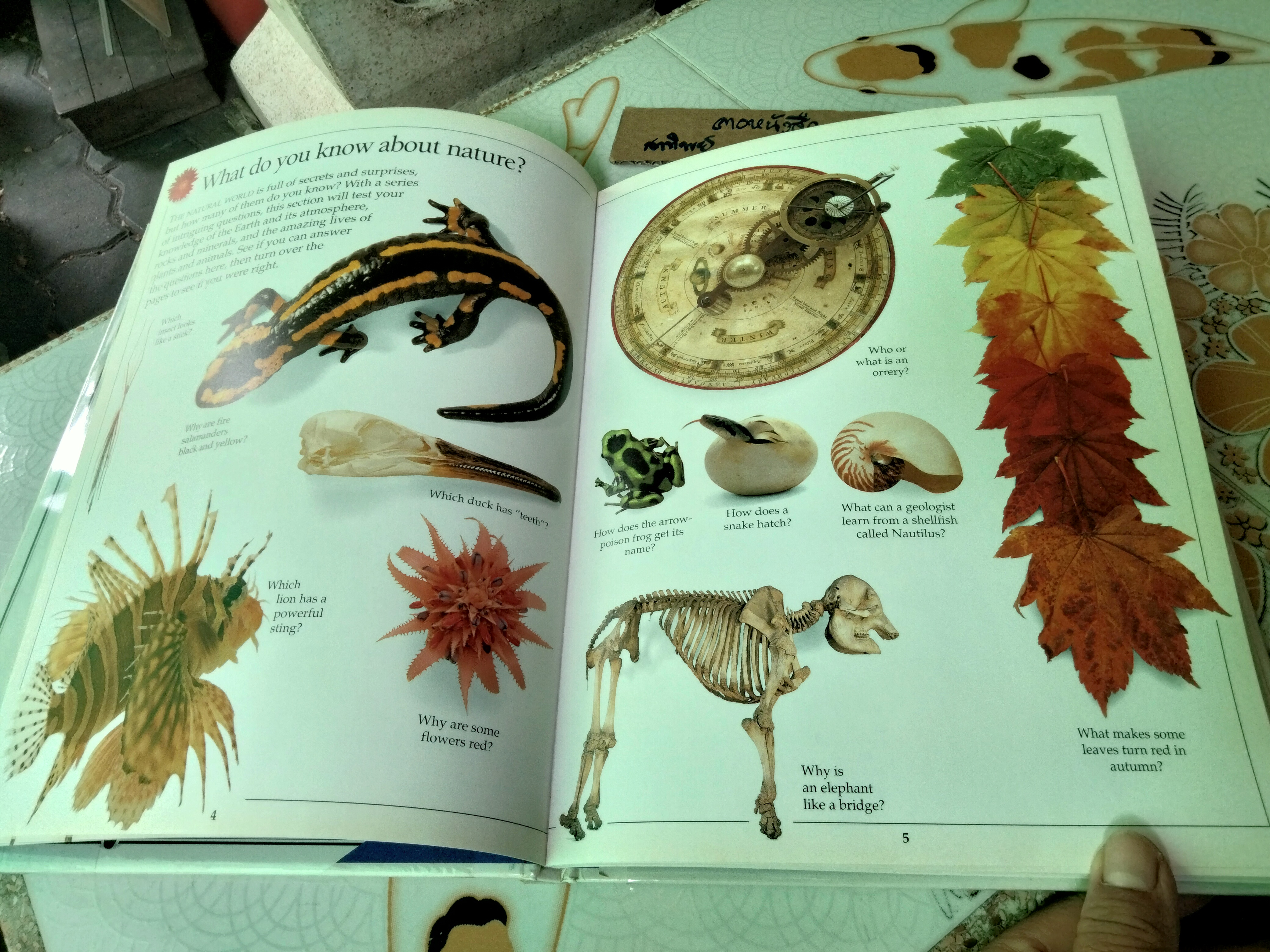 Question & Answer Book หนังสือความรู้ยอดนิยม Eyewitness