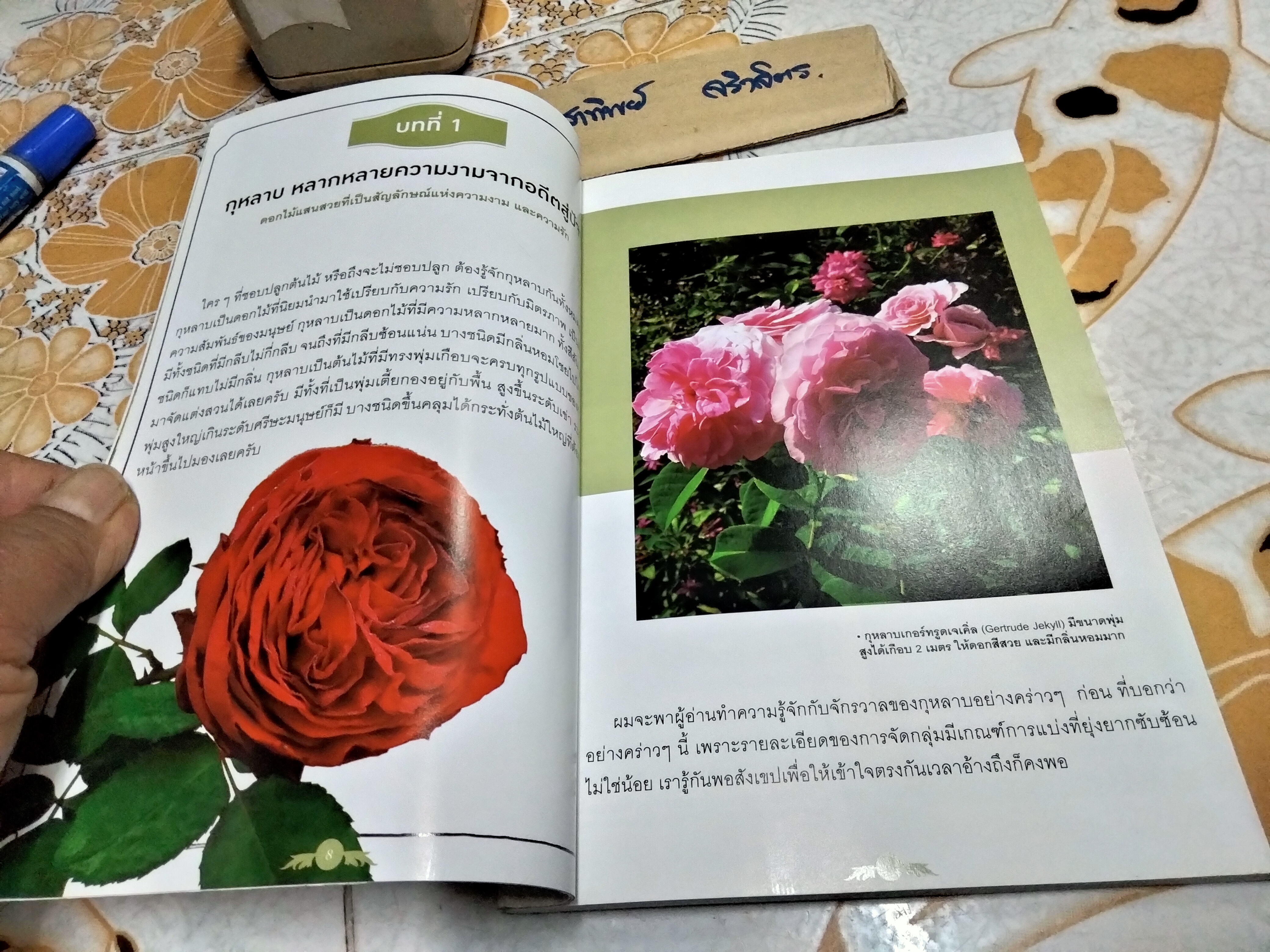 เรื่องเล่า จากคนรักกุหลาบ ANOTHER ROSE STORY By mynamemathew (เล่มละ) **สินค้าหมด**