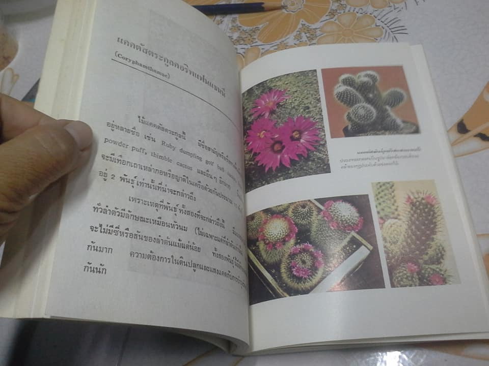 ตำราปลูกและขยายพันธุ์ แคคตัส และ ไม้ใบอวบ (Cactus and Succulens) โดย คณะอาจารย์วิทยาลัยเกษตรศาสตร์ **สินค้าหมด**