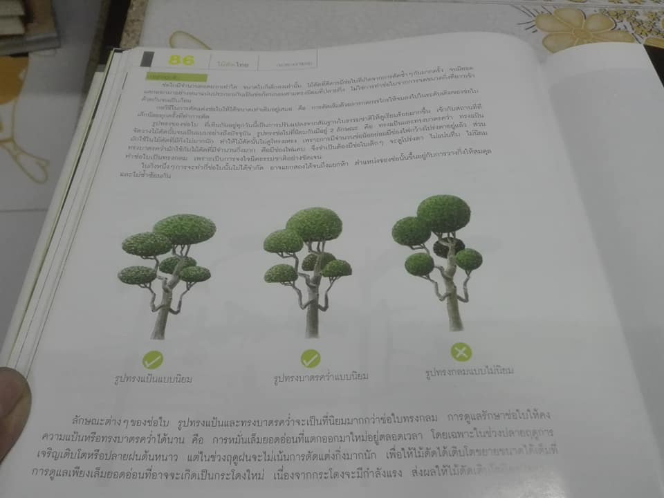ไม้ดัดไทย (ปกแข็ง) โดย บัญชา เขมธร - ภูวดล น้ำดอกไม้ (มือหนึ่ง ในซีล) **สินค้าหมด**