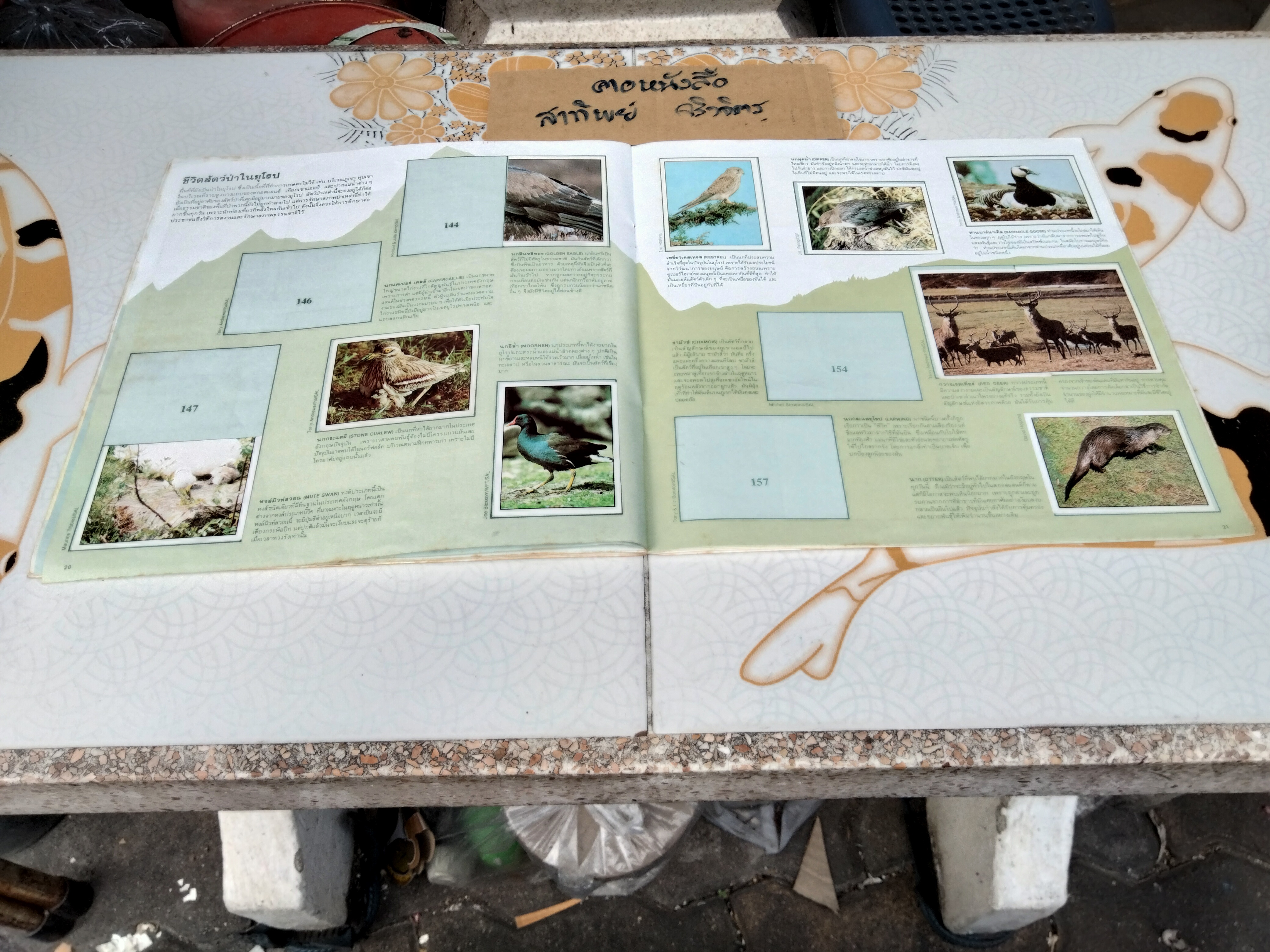 สมุดสะสมสติกเกอร์ ชีวิตสัตว์โลก (แปะสติกเกอร์ 178 รูป จากทั้งหมด 240 รูป) **สินค้าหมด**