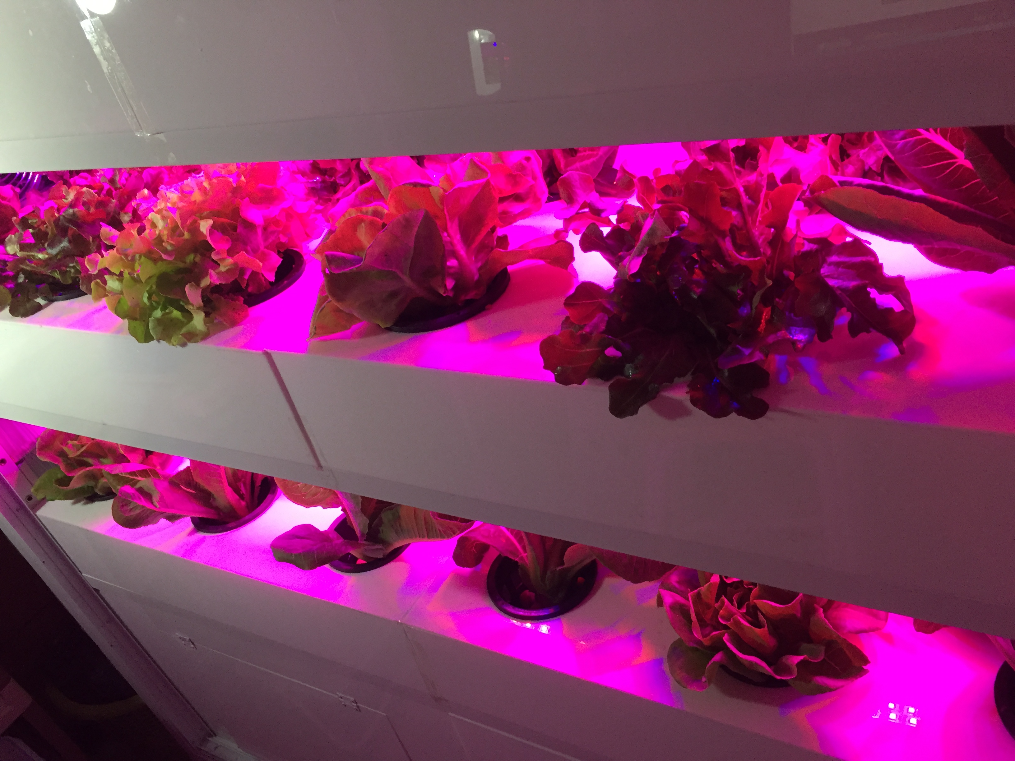 ตู้ปลูกผักอัจฉริยะ substate grow