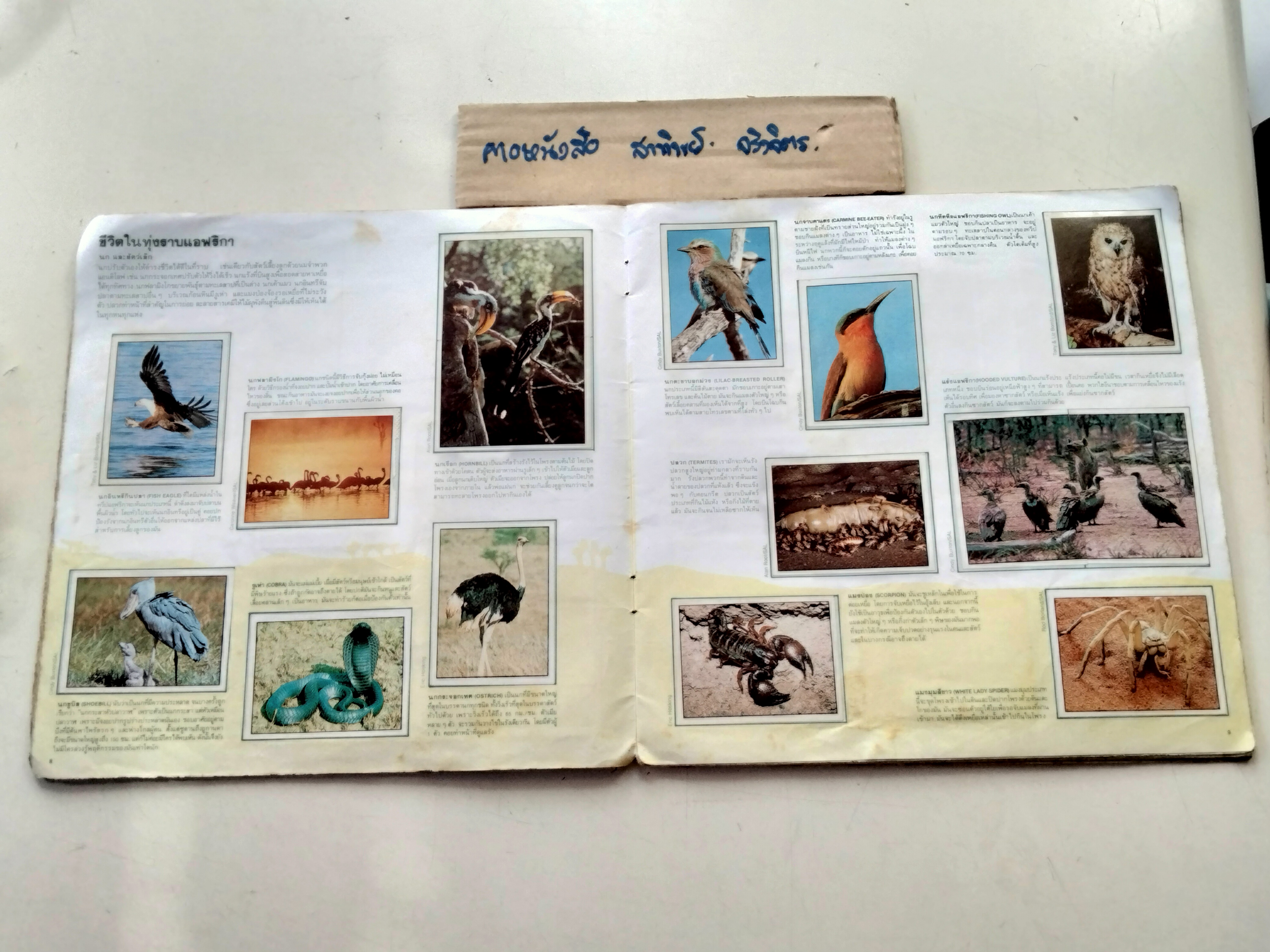 สมุดสะสมสติกเกอร์ ชีวิตสัตว์โลก (แปะครบ 240 รูป) หนังสือมือสอง สภาพพอใช้ **สินค้าหมด**