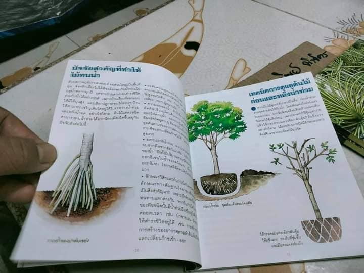 ไม้ทนน้ำ - คู่มือคนรักต้นไม้ชุดที่ 6 โดย อุไร จิรมงคลการ