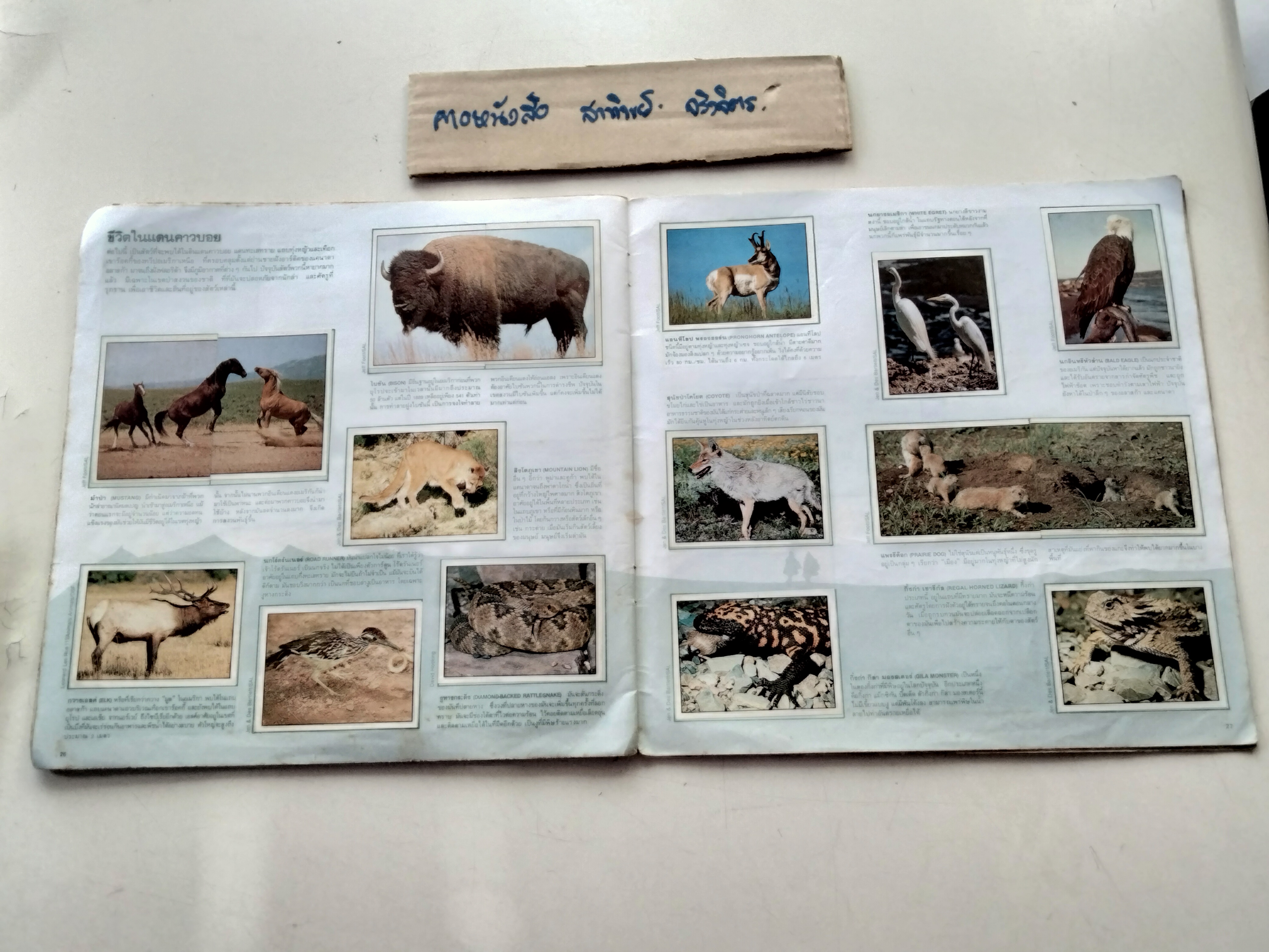 สมุดสะสมสติกเกอร์ ชีวิตสัตว์โลก (แปะครบ 240 รูป) หนังสือมือสอง สภาพพอใช้ **สินค้าหมด**