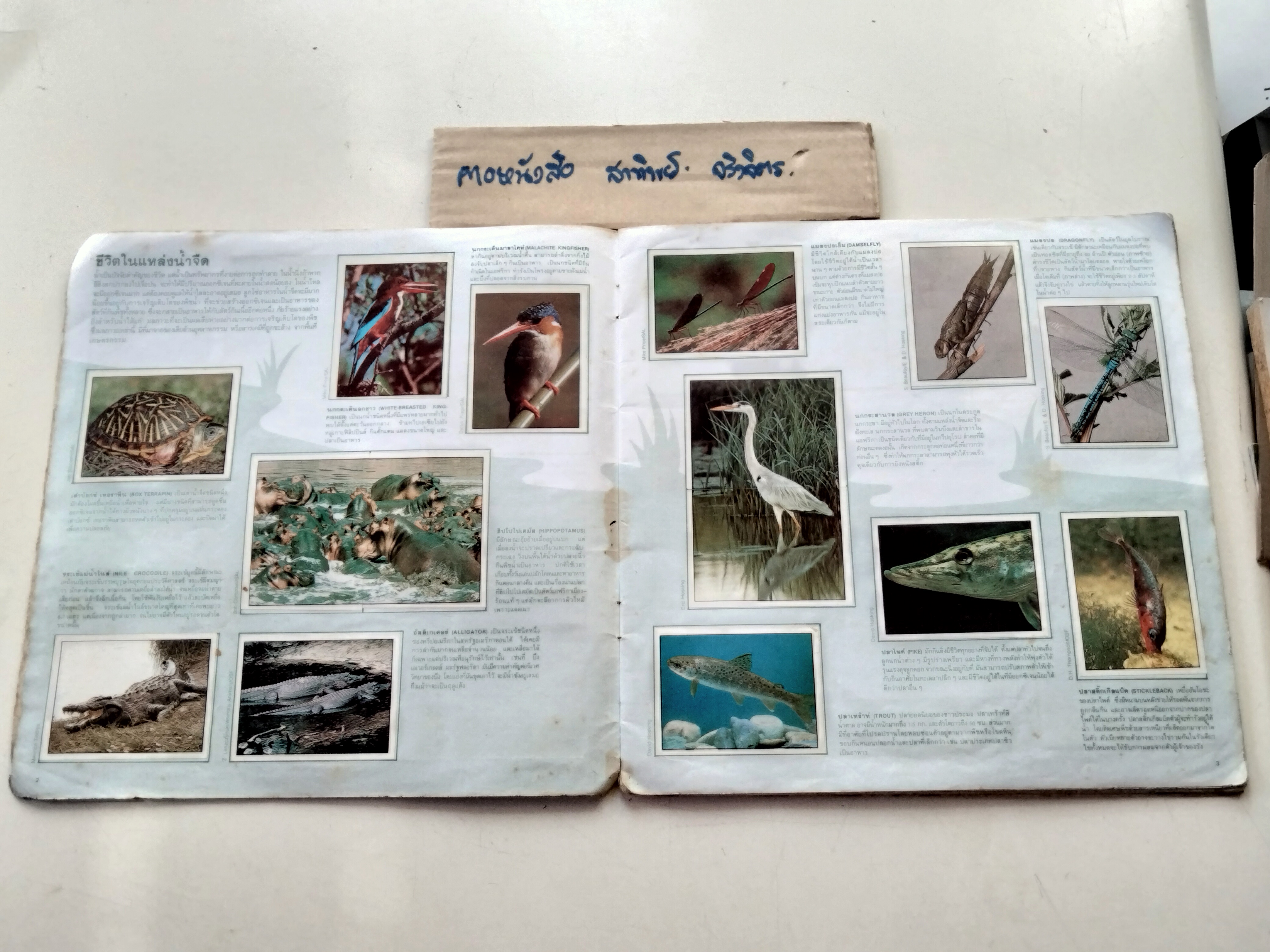 สมุดสะสมสติกเกอร์ ชีวิตสัตว์โลก (แปะครบ 240 รูป) หนังสือมือสอง สภาพพอใช้ **สินค้าหมด**