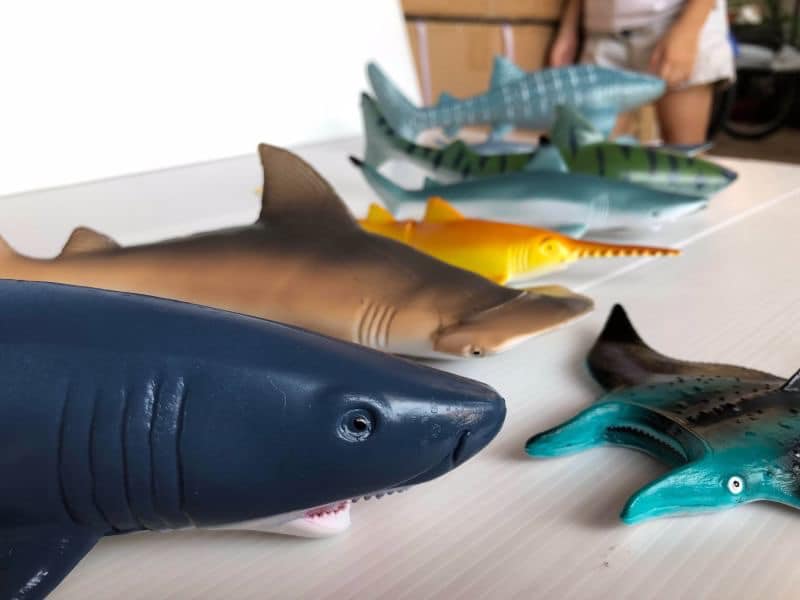 โมเดลฉลาม 11 ตัว