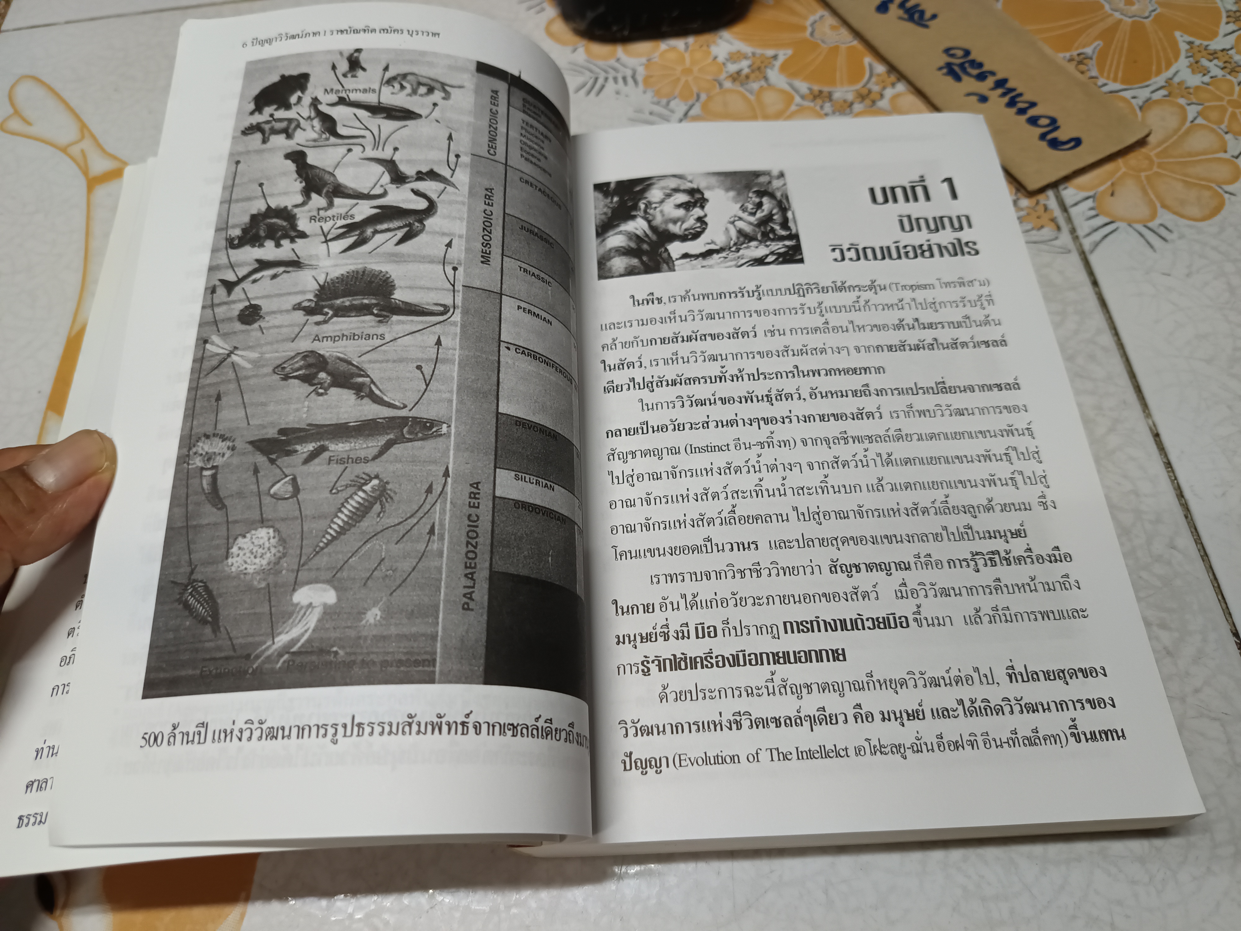 ปัญญาวิวัฒน์ ภาค 1 กำเนิดและวิวัฒนาการปัญญามนุษย์ โดย สมัคร บุราวาศ พิมพ์ครั้งที่ 3 ตุลาคม 2549 สำนักพิมพ์ สถาบัน (ปรัชญา) SM**สินค้าหมด**