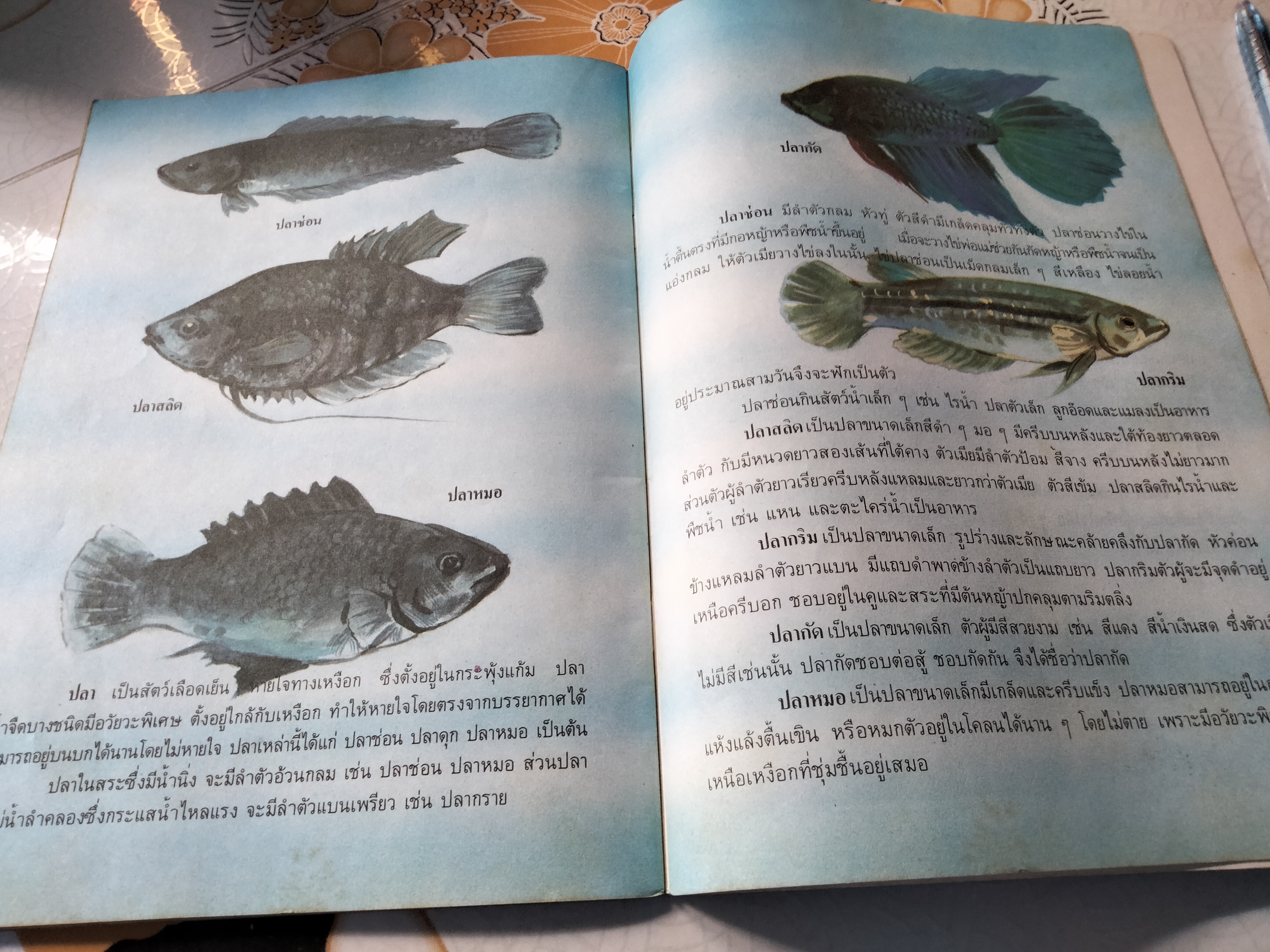 ในสระจ้อย -หนังสือส่งเสริมการอ่านระดับประถมศึกษา โดย กรมวิชาการ กระทรวงศึกษาธิการ **สินค้าหมด**