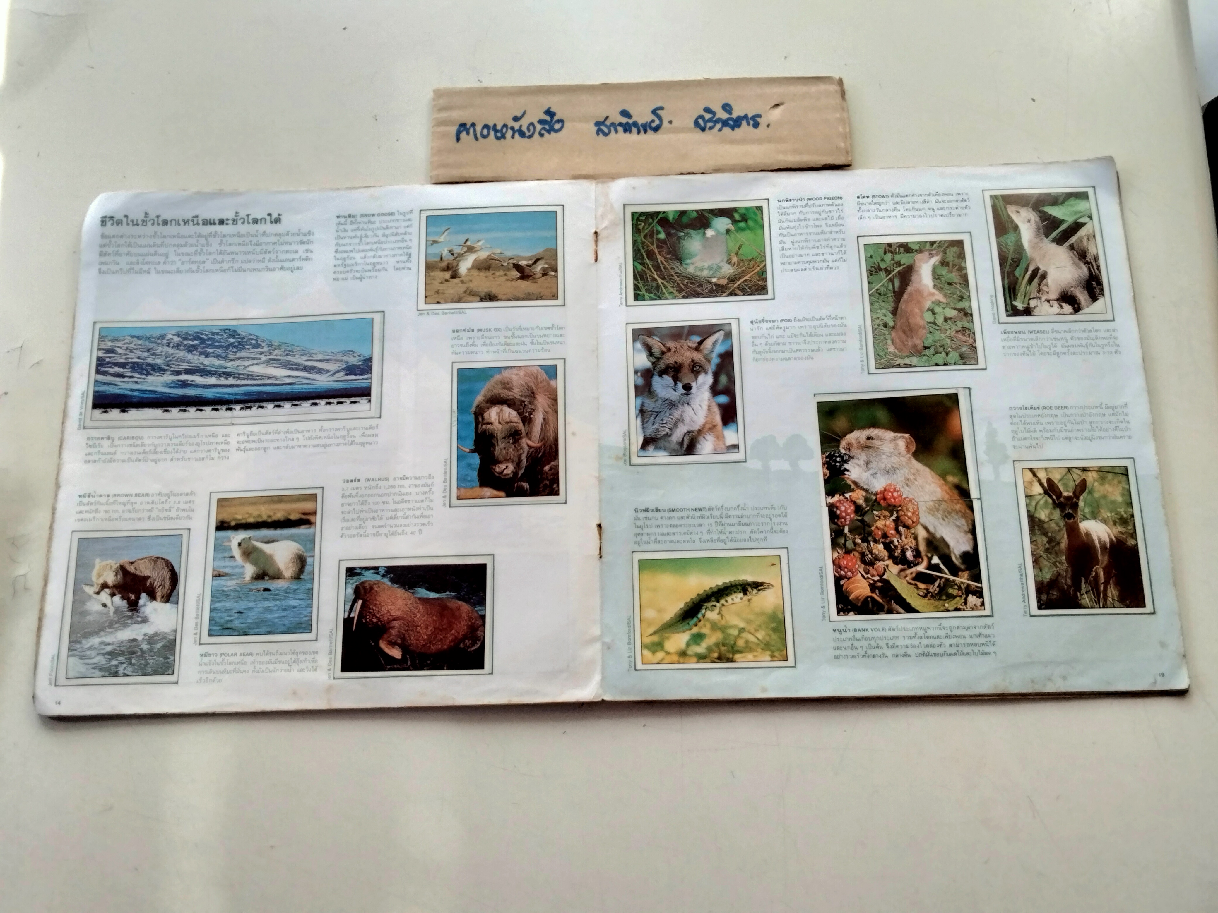 สมุดสะสมสติกเกอร์ ชีวิตสัตว์โลก (แปะครบ 240 รูป) หนังสือมือสอง สภาพพอใช้ **สินค้าหมด**