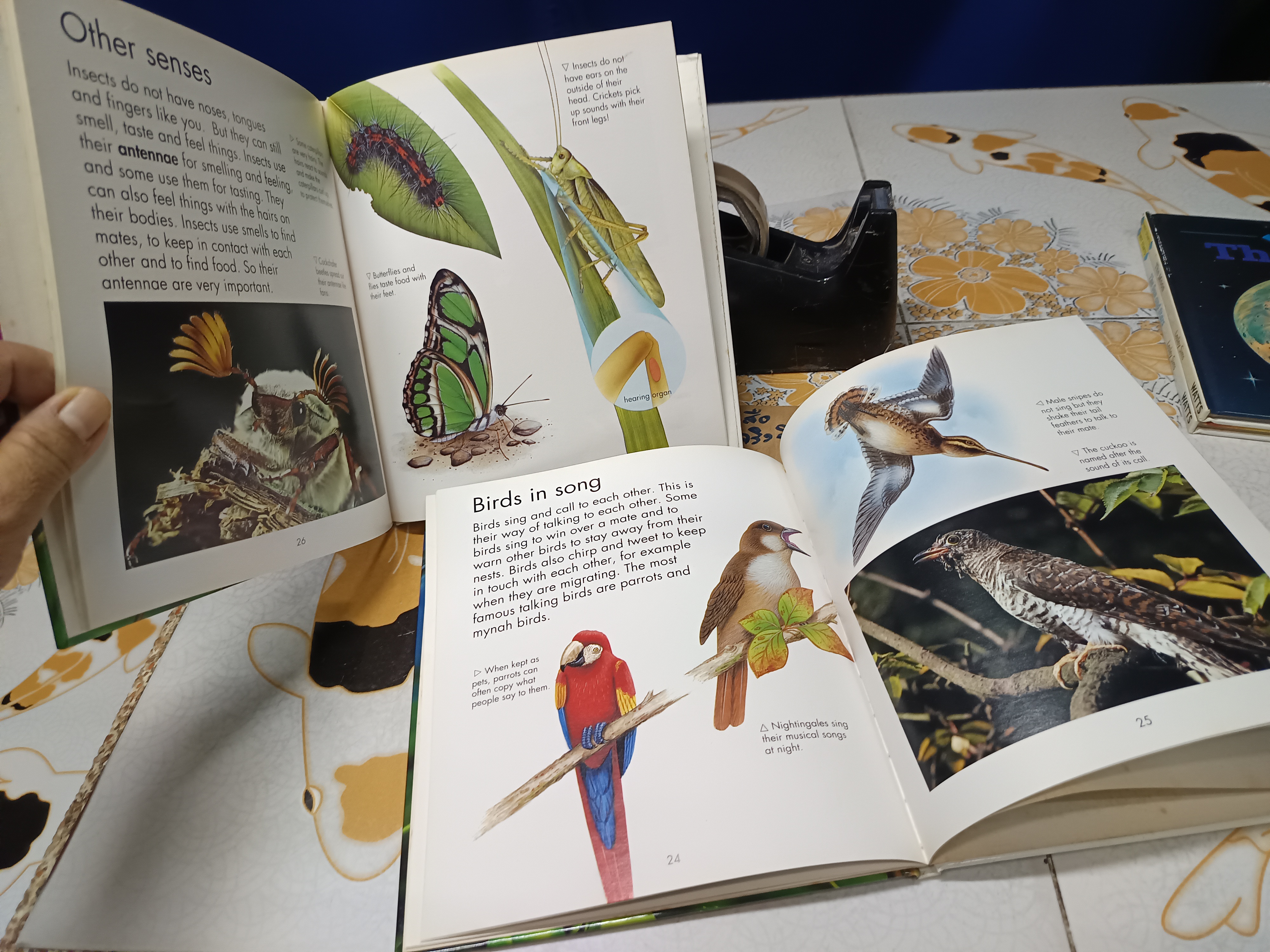 FIRST STARTS / WATTS BOOKS หนังสือภาพภาษาอังกฤษ ความรู้ (ปกแข็ง)