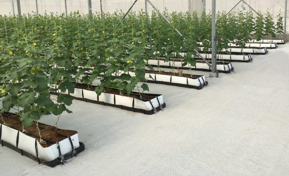 กระบะปลูก Mapal (Netafim)