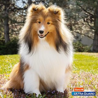 Hartz® UltraGuard Dual Action Flea & Tick Topical for Small Dogs 3 Tubes กำจัดเห็บหมัด สำหรับสุนัข