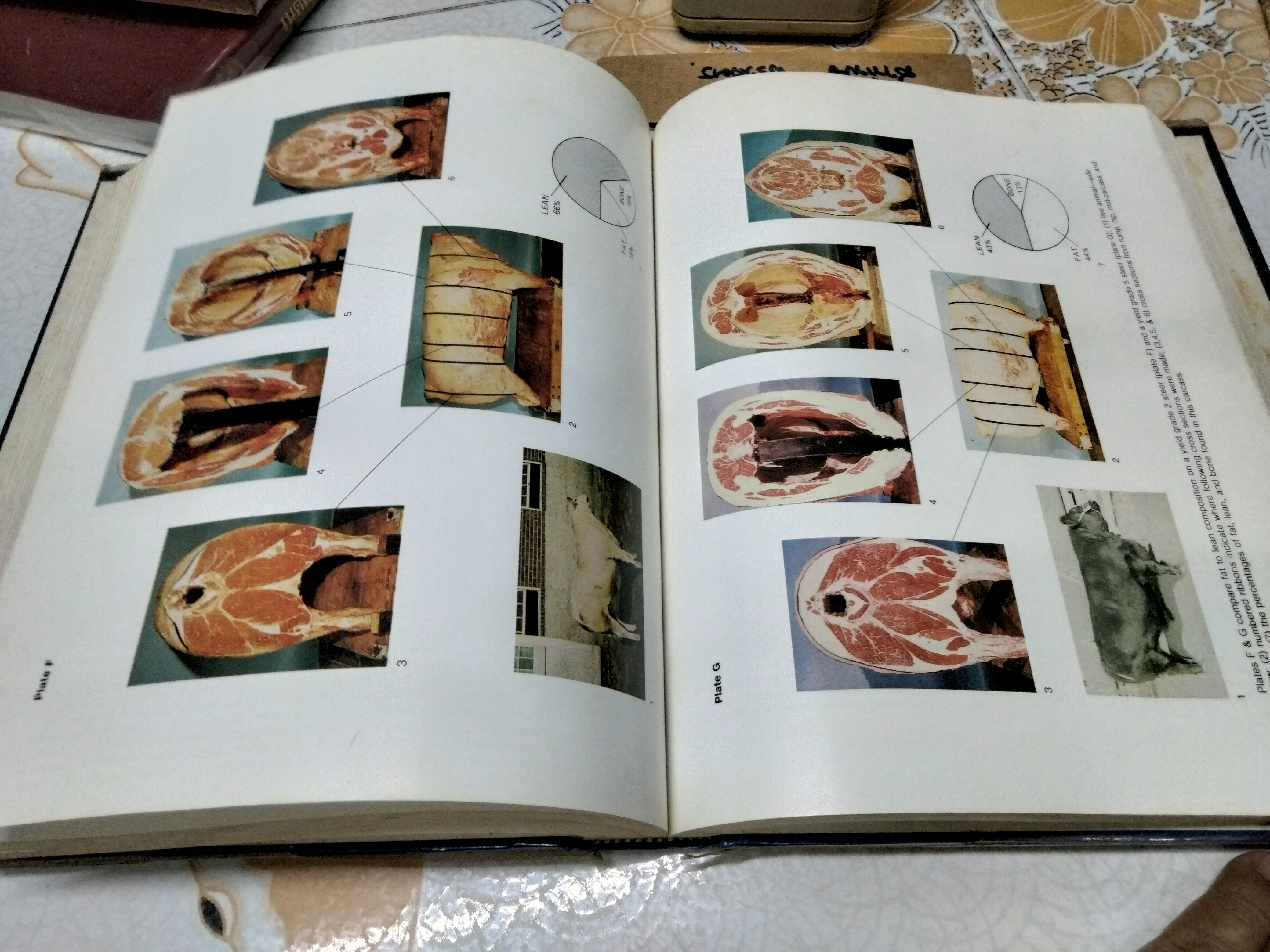 Beef Production and the Beef Industry A Beef Producer's Perspective. Robert E. Taylor