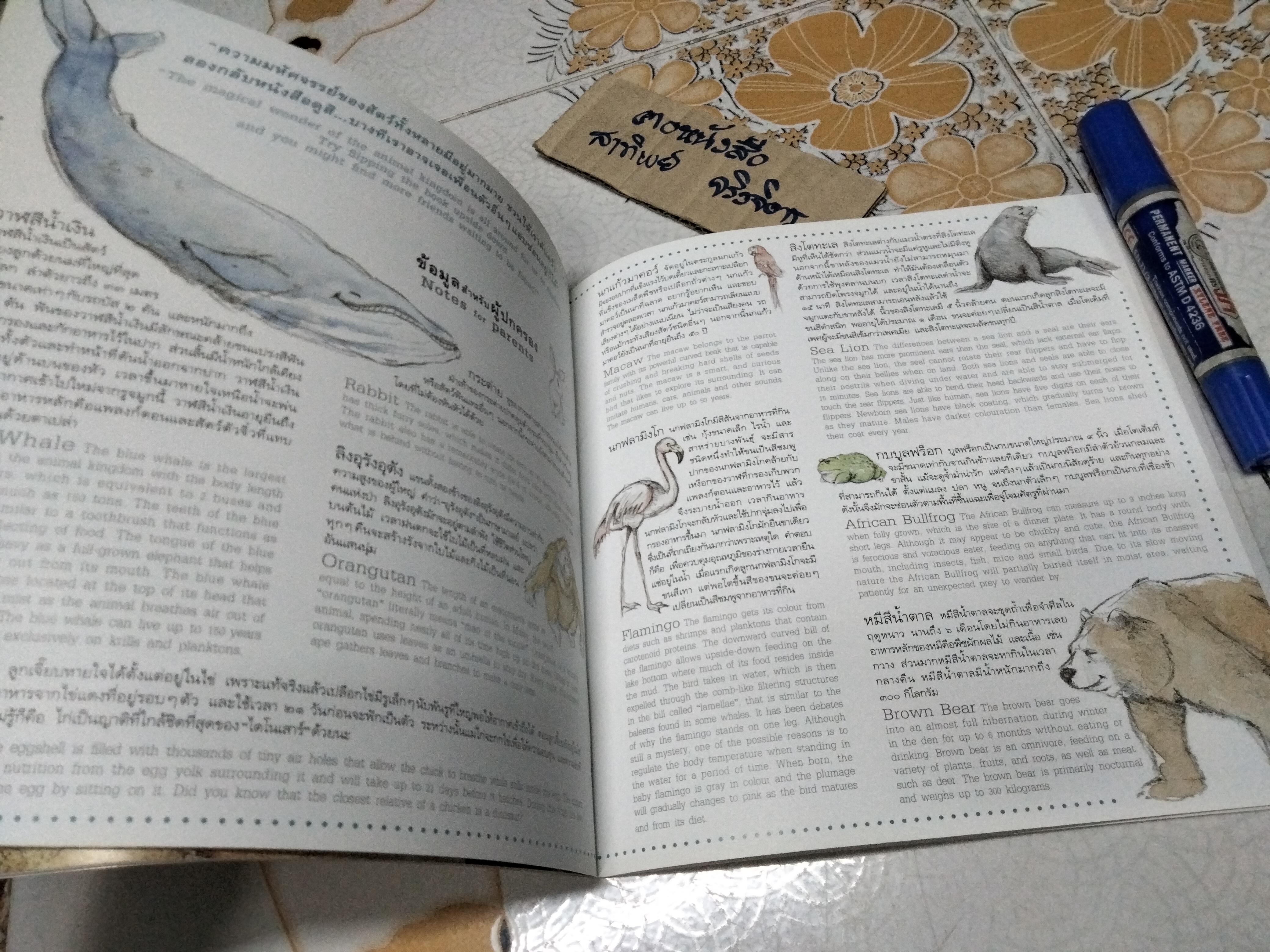 ดูซิ ดูซิ ฉันสีอะไร (นิทาน 2 ภาษา ไทย- อังกฤษ) Look What Colour Am I ? - ตุลย์ สุวรรณกิจ (Tul Suwannakit)