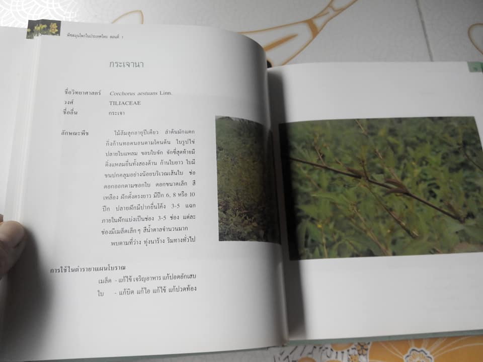 พืชสมุนไพรในประเทศไทย ตอนที่ 1 (ปกแข็ง) **สินค้าหมด**