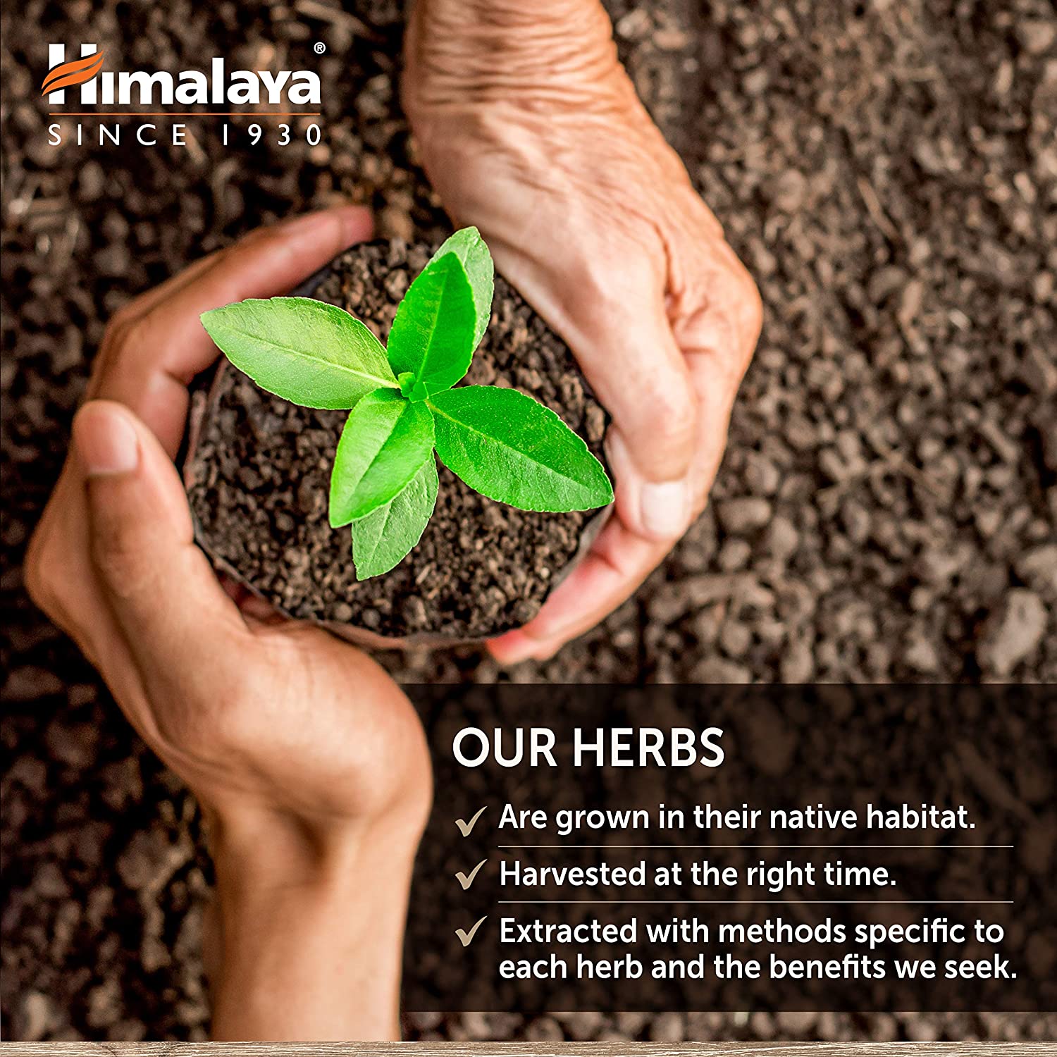 สารสกัดเมล็ดหมามุ่ยอินเดีย ออแกนิค Mucuna Certified USDA Organic 250mg 60 Caplets (Himalaya®)