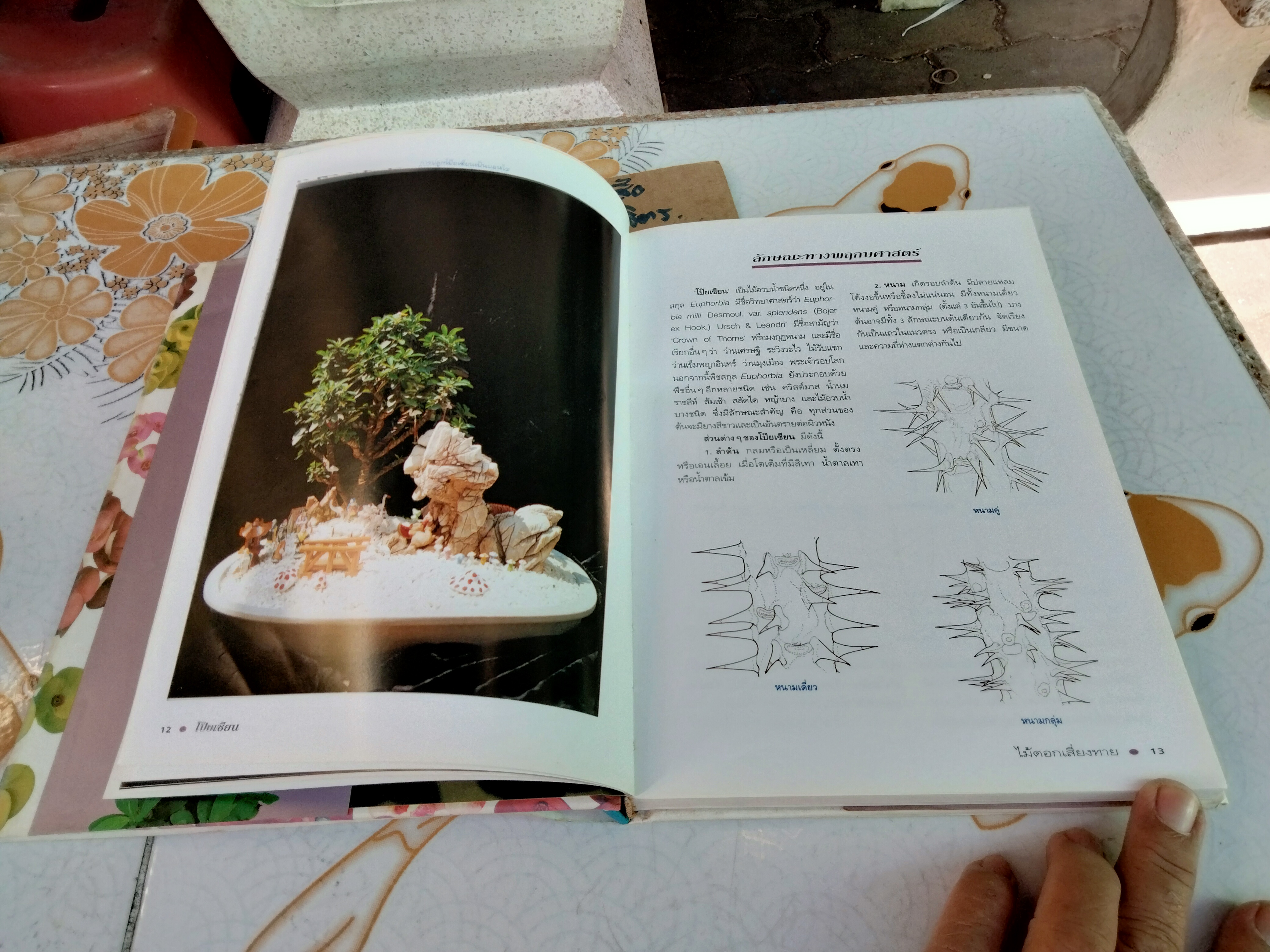 โป๊ยเซียน ไม้ดอกเสี่ยงทาย เล่ม 1 อุไร จิรมงคลการ เรียบเรียง , พิมพ์ครั้งแรก พ.ศ 2538