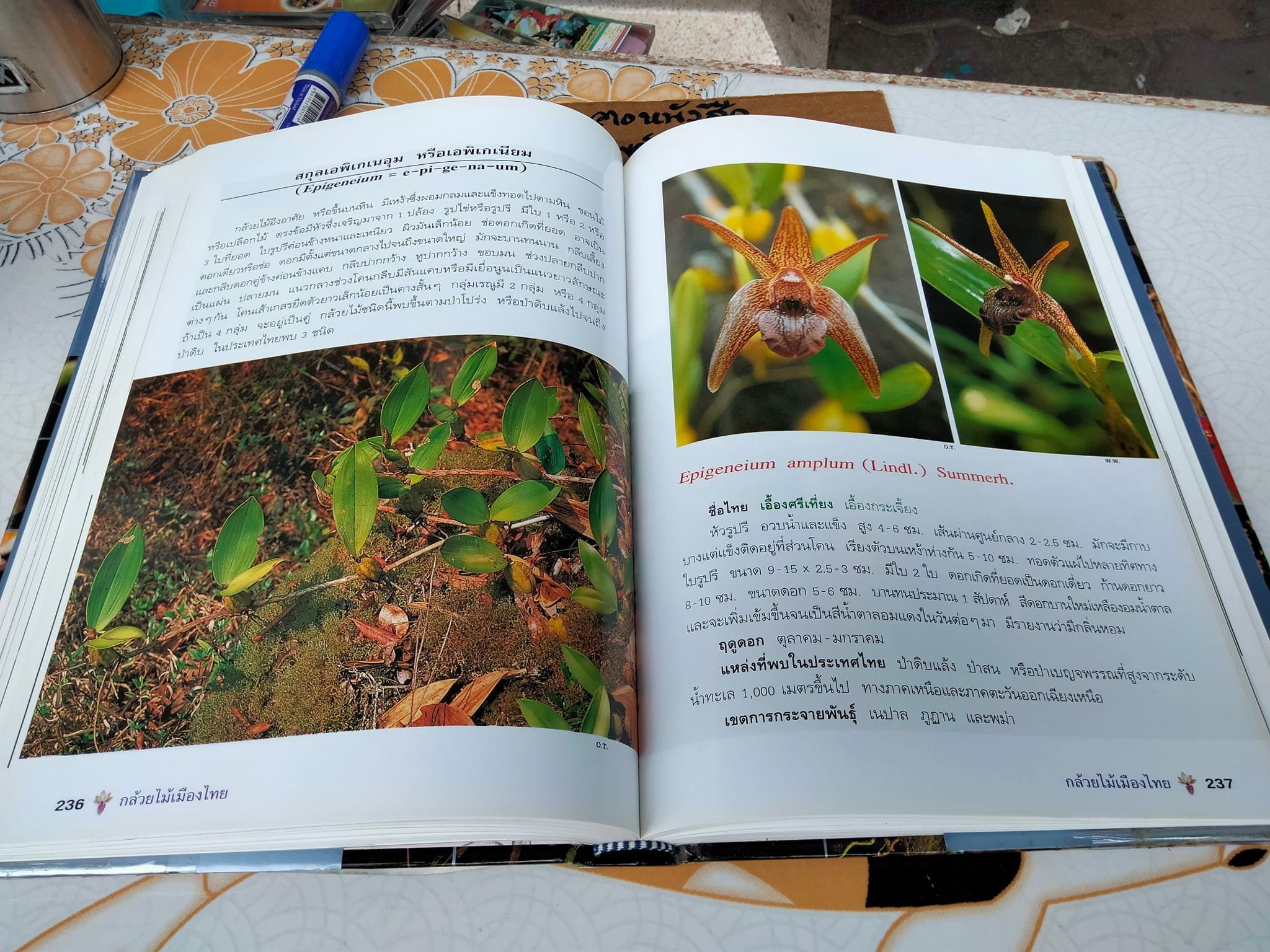 กล้วยไม้เมืองไทย - รศ. ดร.อบฉันท์ ไทยทอง **สินค้าหมด**