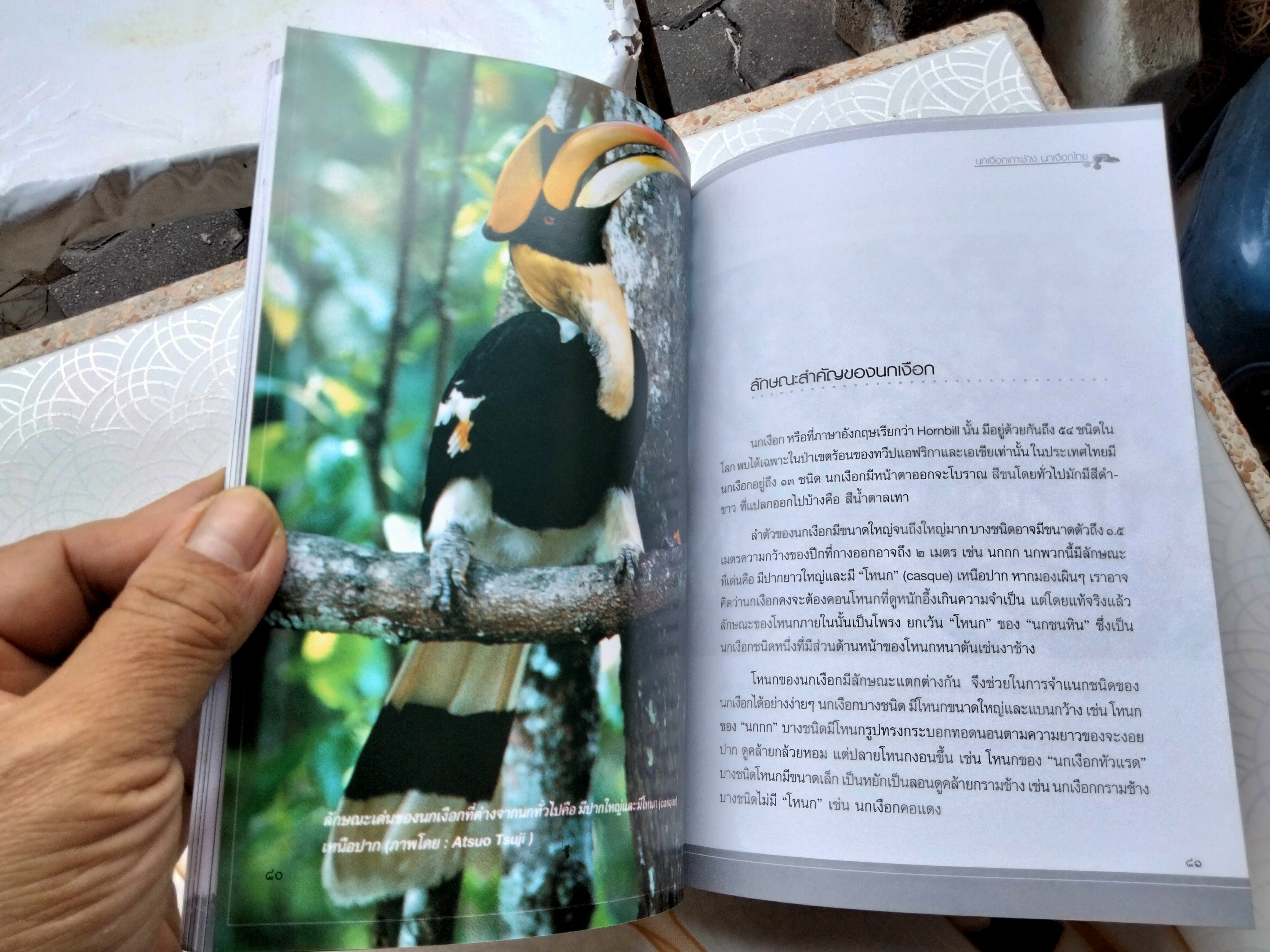 นกเงือกเกาะช้าง นกเงือกไทย , หนังสือ คำนำโดย ศาสตราจารย์ ดร.พิไล พูลสวัสดิ์ ปีพ.ศ 2548 **สินค้าหมด**