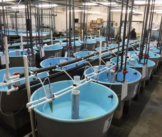 ระบบ Aquaponics system สำหรับฟาร์มเลี้ยงปลา กุ้ง สาหร่าย