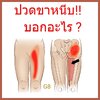 ปวดขาหนีบบอกอะไร ?