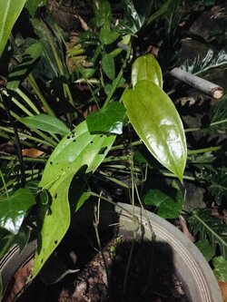 ไอ้เหล็ก