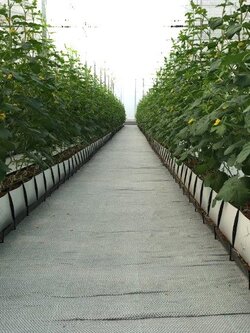 กระบะปลูก Mapal (Netafim)