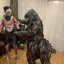 ให้เช่าชุดคอสเพลย์ก็อตซิลล่าผู้ใหญ่ Godzilla Cosplay 2023