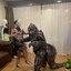 ให้เช่าชุดคอสเพลย์ก็อตซิลล่าผู้ใหญ่ Godzilla Cosplay 2023