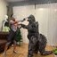ให้เช่าชุดคอสเพลย์ก็อตซิลล่าผู้ใหญ่ Godzilla Cosplay 2023